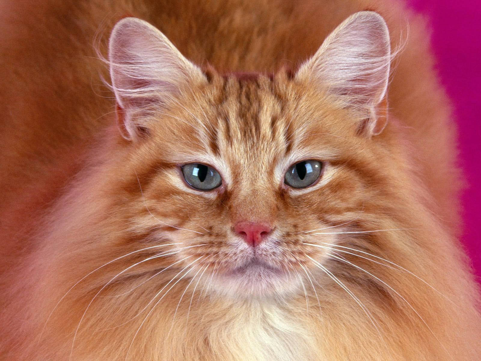 Oranje kat met donsige pels en harige snoet wat na jou kyk. Oulike troeteldiere.