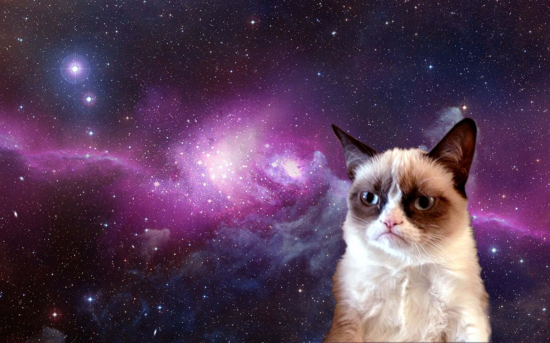 'n Speelse Grumpy Cat met sy gewone geïrriteerde uitdrukking Muurpapier