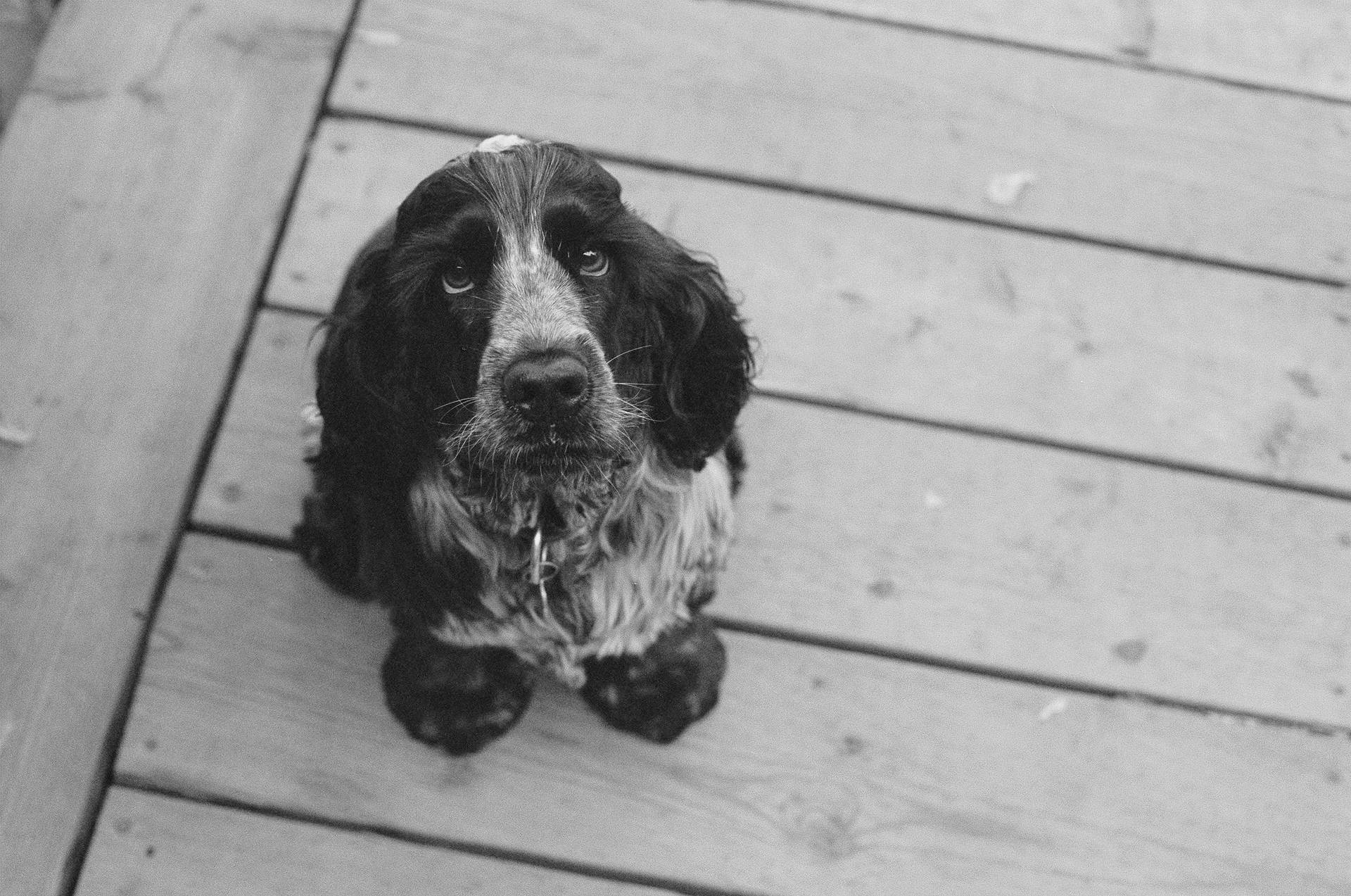 Volwasse Cocker Spaniel wat met hondjie-oë staar agtergrond