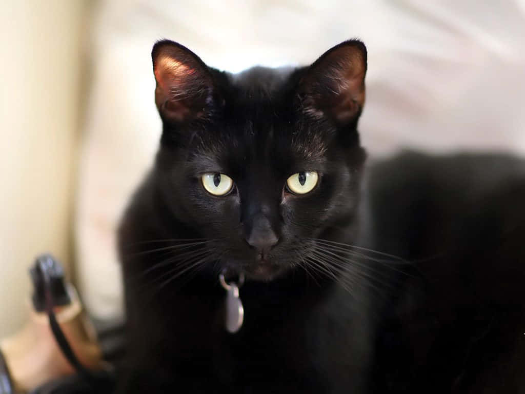 'n swart kat met groen oë sit op 'n bed Muurpapier