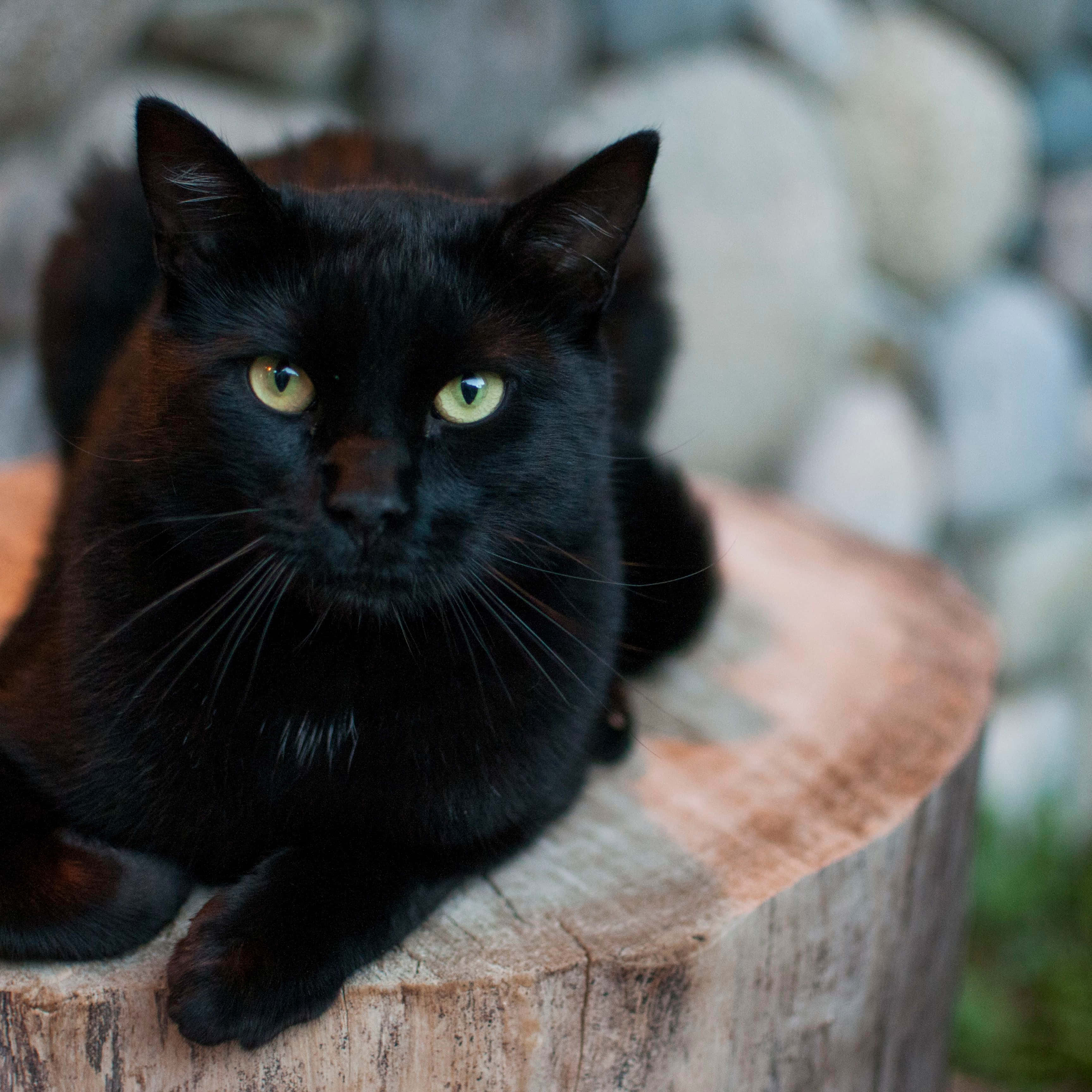'n swart kat sit op 'n stomp Muurpapier