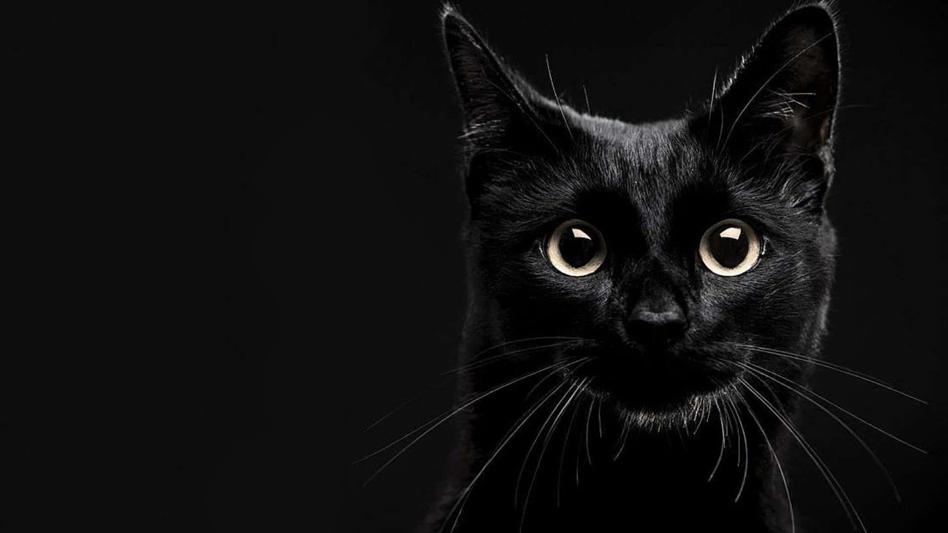 'n swart kat staar na die kamera Muurpapier