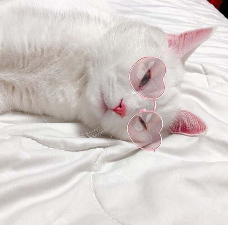 'n Tevrede grys kat in 'n knus rusplek. Muurpapier