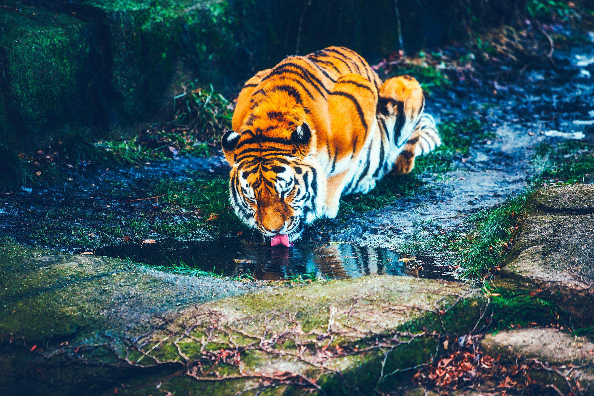 Tier wat water drink op modderige grond agtergrond