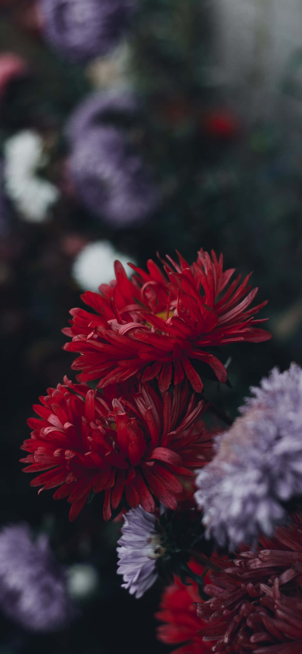 'n Tuin vol pragtige blomme, perfek vir die iPhone-agtergrond Muurpapier