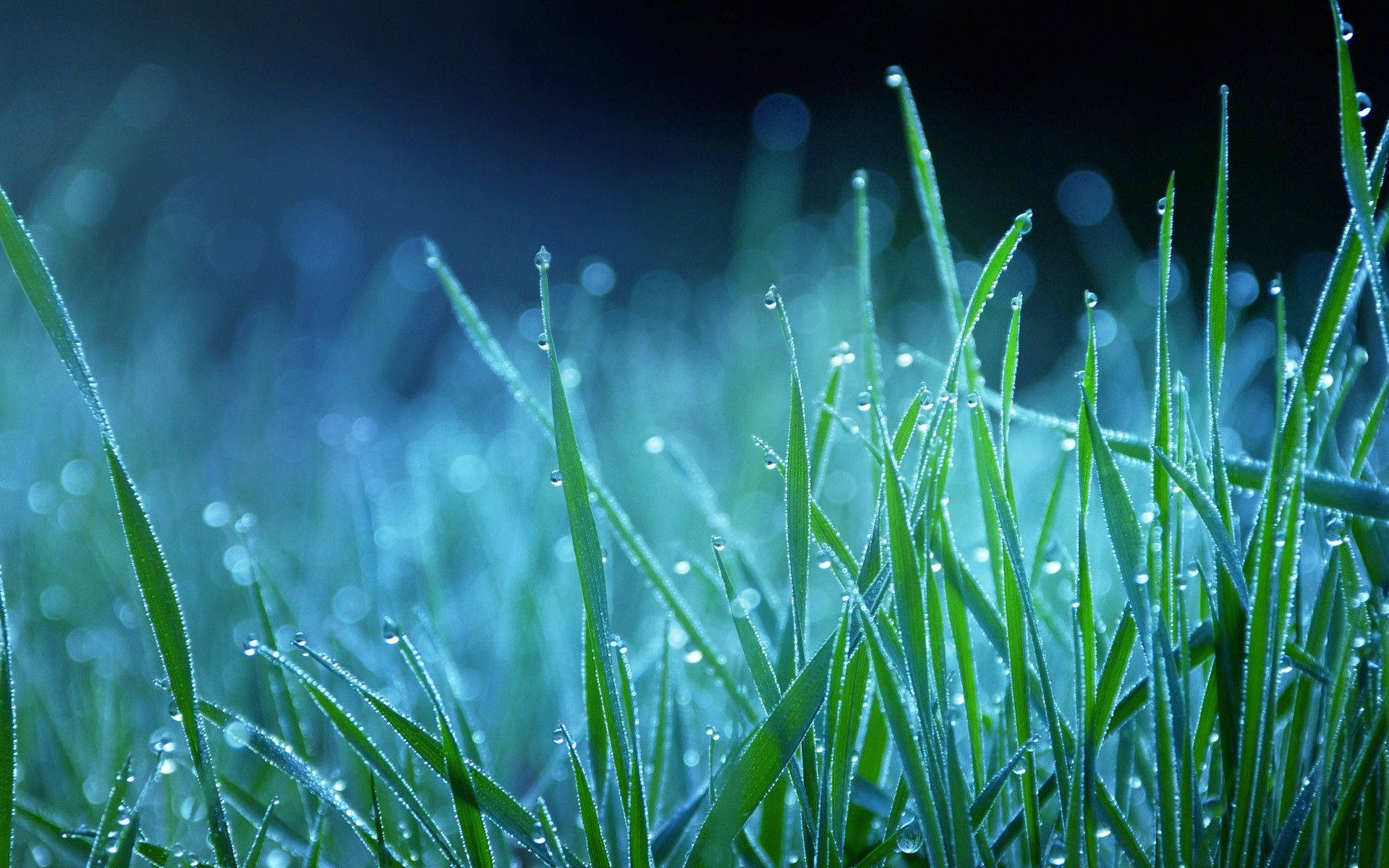 'n Veld Douerige Gras Verlig deur Maanlig Muurpapier