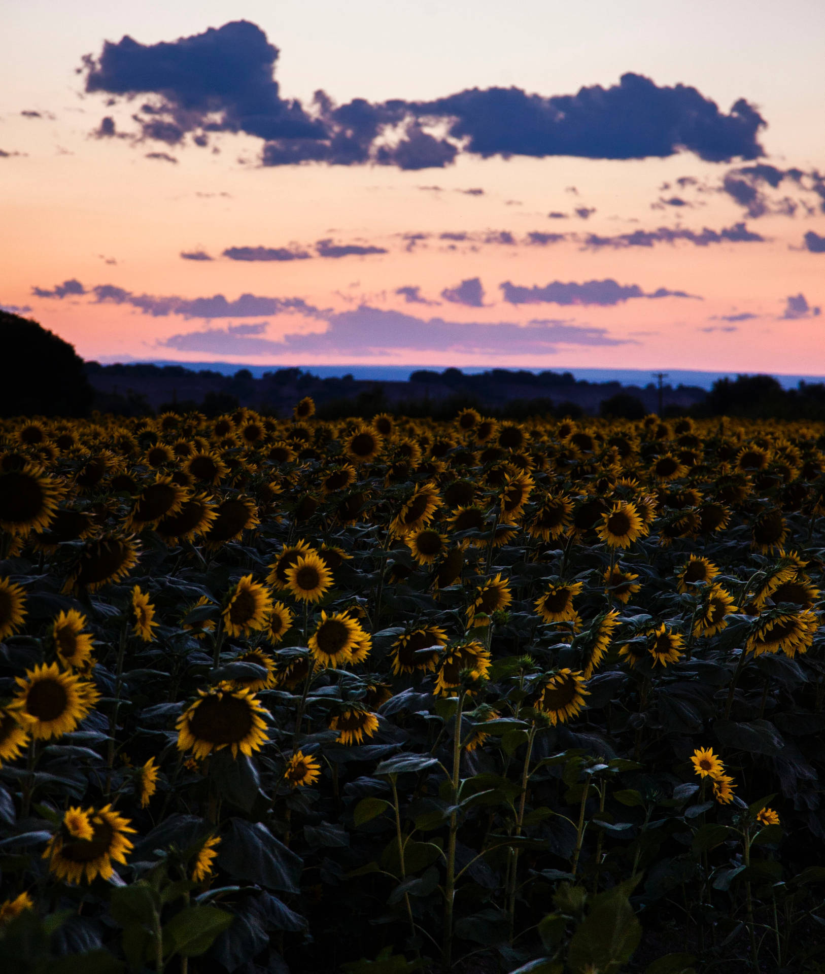 Sonneblomveld gedurende 'n donker middag met pienk lug, wolke na sonsondergang.