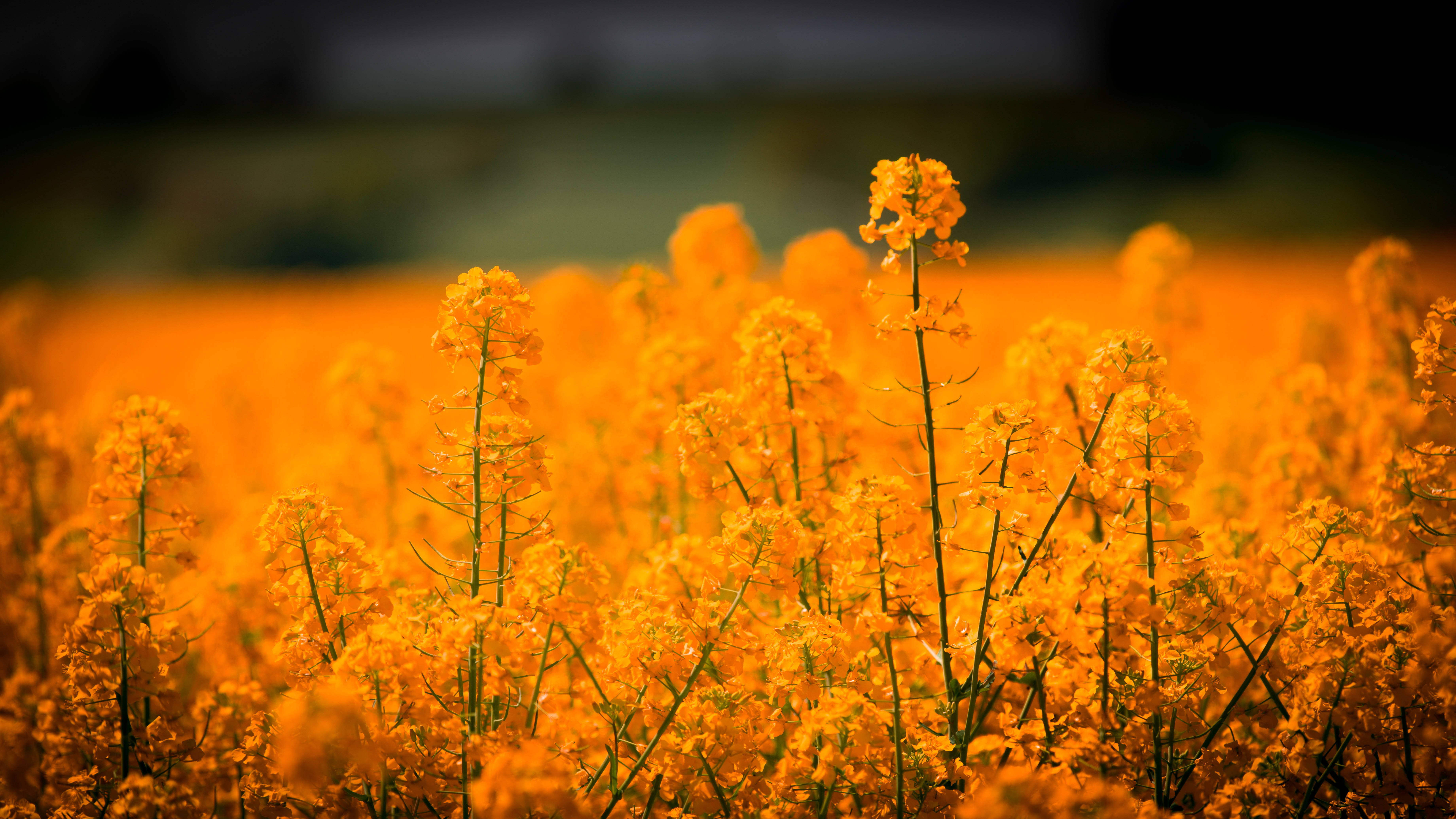 'n Veld van Goue Gras en Kleurvolle Blomme Muurpapier