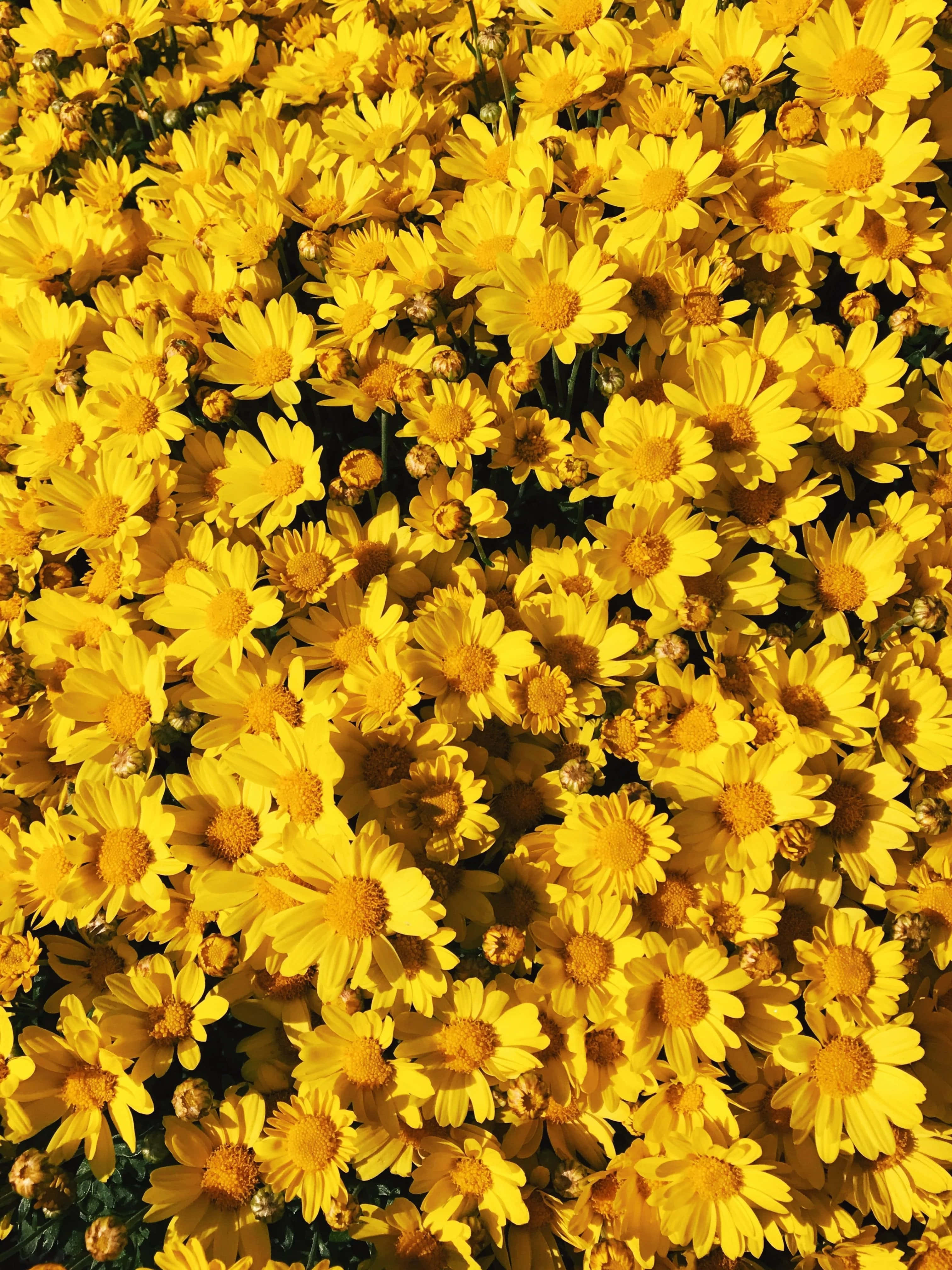 'n Veld vol lewendige geel en wit estetiese blomme. Muurpapier