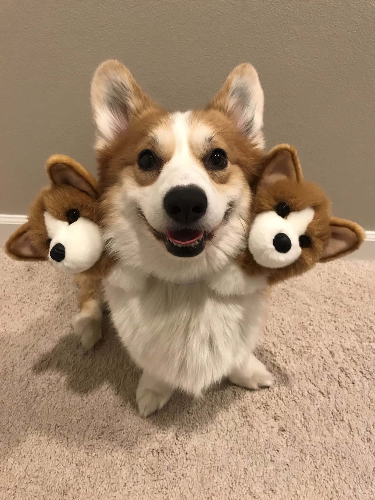 'n Vrolike corgi wat 'n perfekte dag geniet! Muurpapier