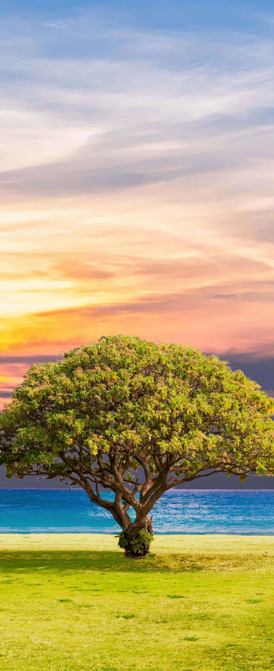 'n Welige groen vallei in die platteland Muurpapier