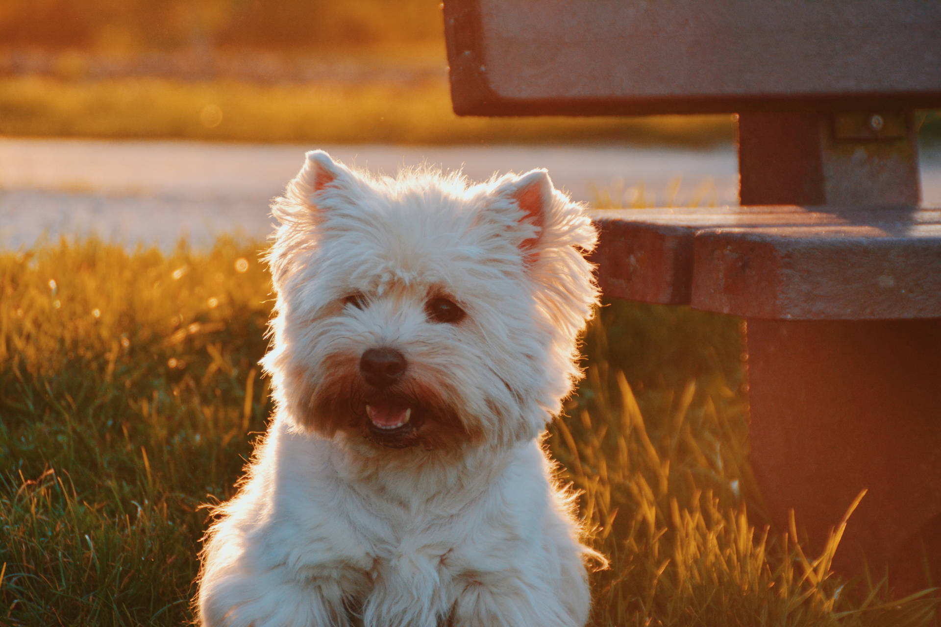 Oulike hond agtergrond van Wit Westie op gras langs 'n bankie by sonsondergang