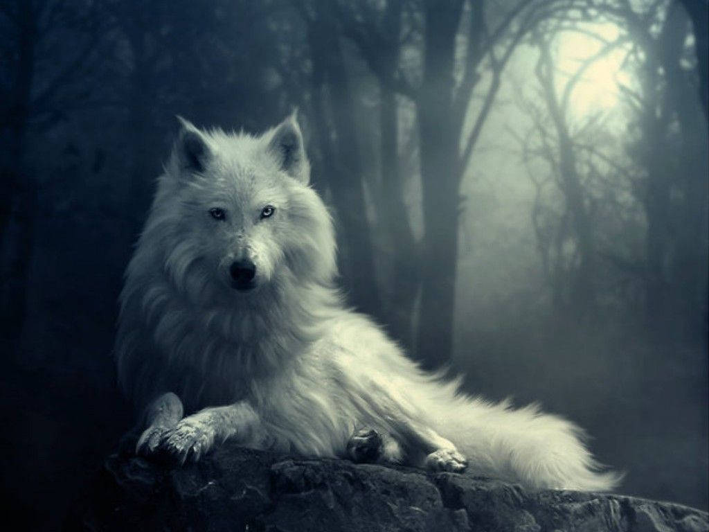 N Wit Wolf in die Bos Muurpapier