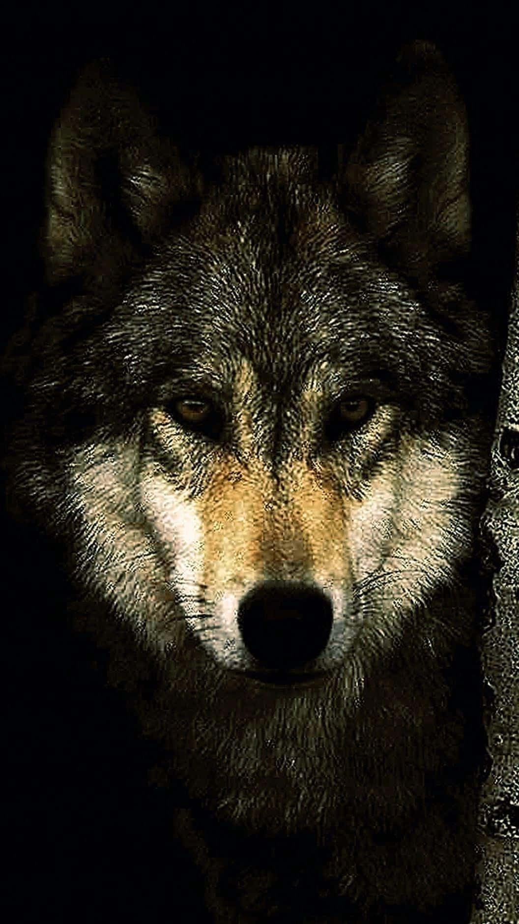 'n wolf kyk na die kamera Muurpapier