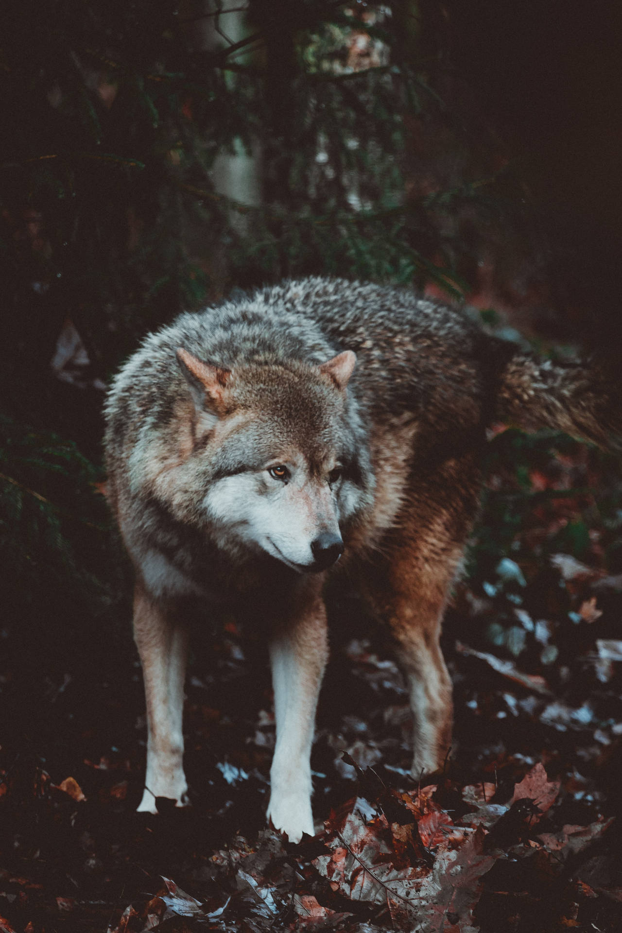 Roofdier wolf wat alleen in 'n donker bos met baie ou gevalle blare staan.