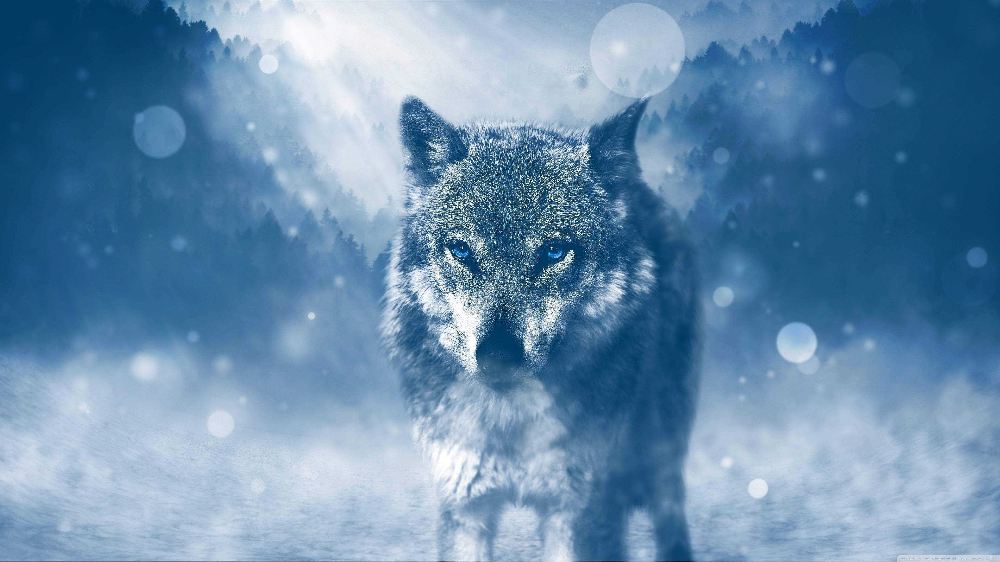 'n Wolf wat deur die koue winternag dwaal Muurpapier