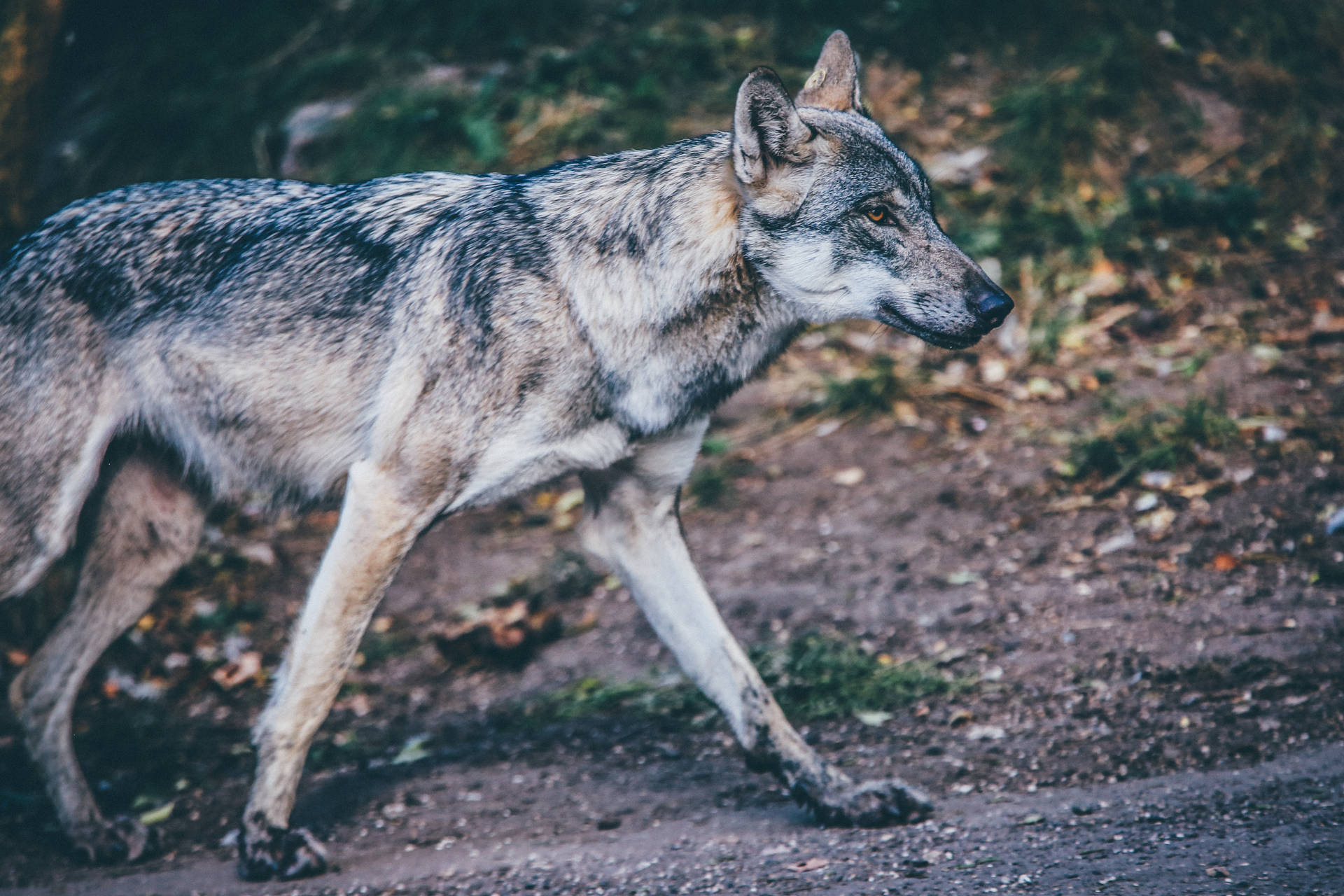 Grys roofdier wolf met dun pels wat alleen in die bos loop.