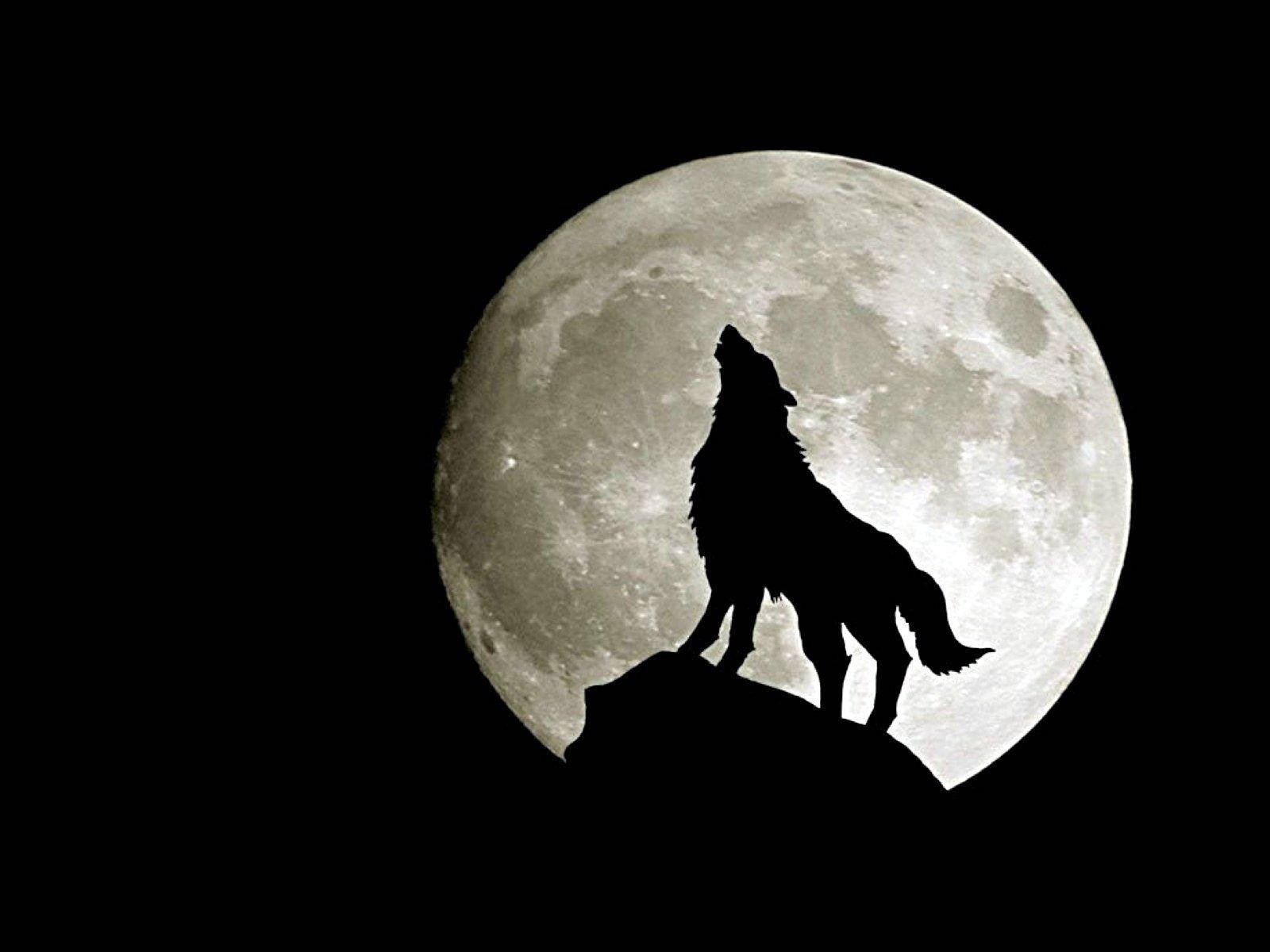 Wolf wat snags huil met volmaan bo-op 'n krans, swart-en-wit agtergrond.
