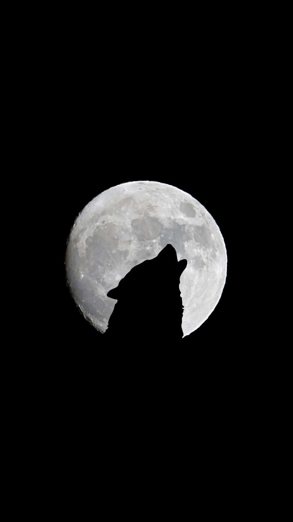 'n Wolf wat na die maan huil Muurpapier
