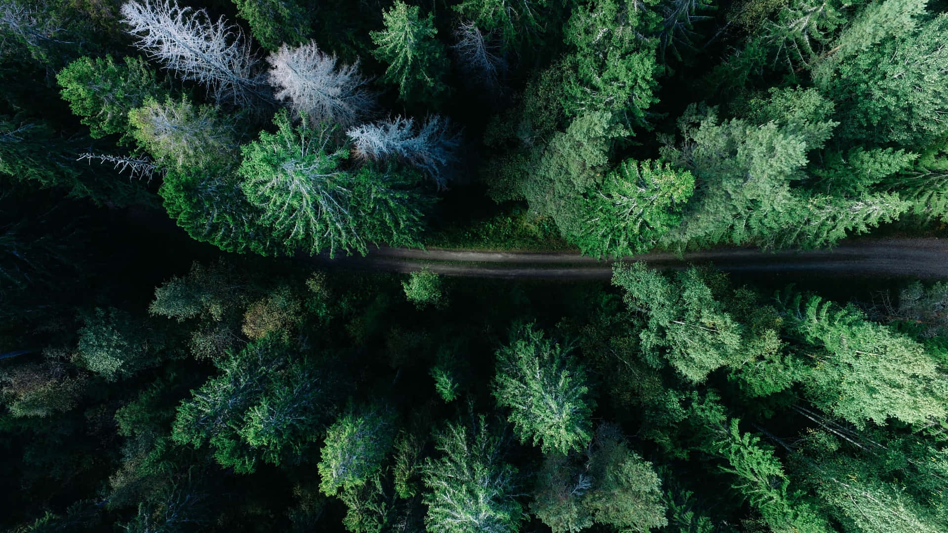 4K Monitor — 4K natuur GIF Muurpapier