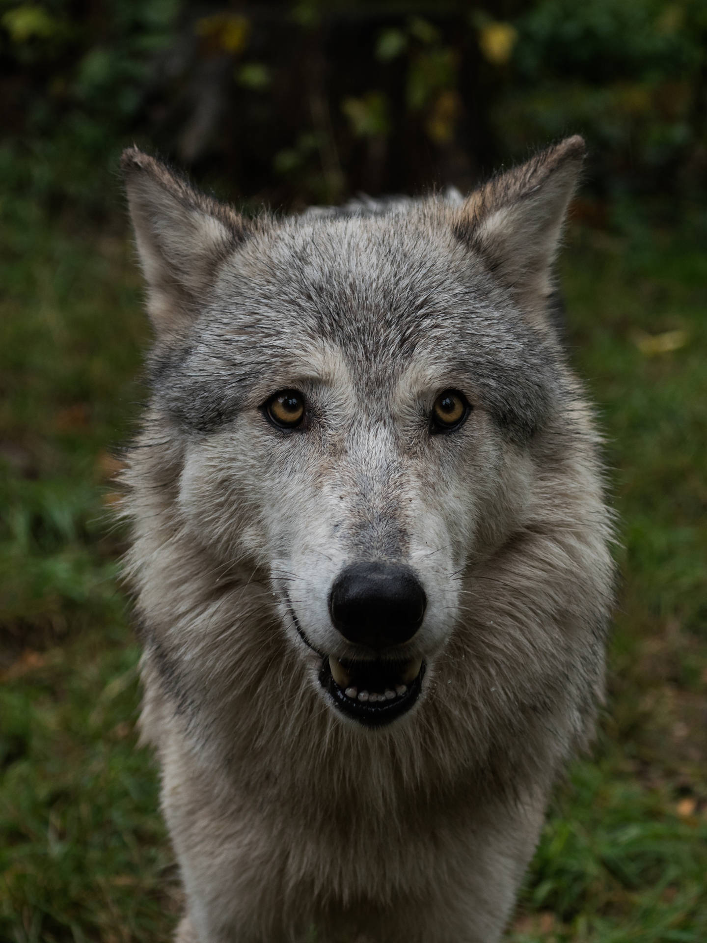 Nabyfoto Oulike Wolf Portret