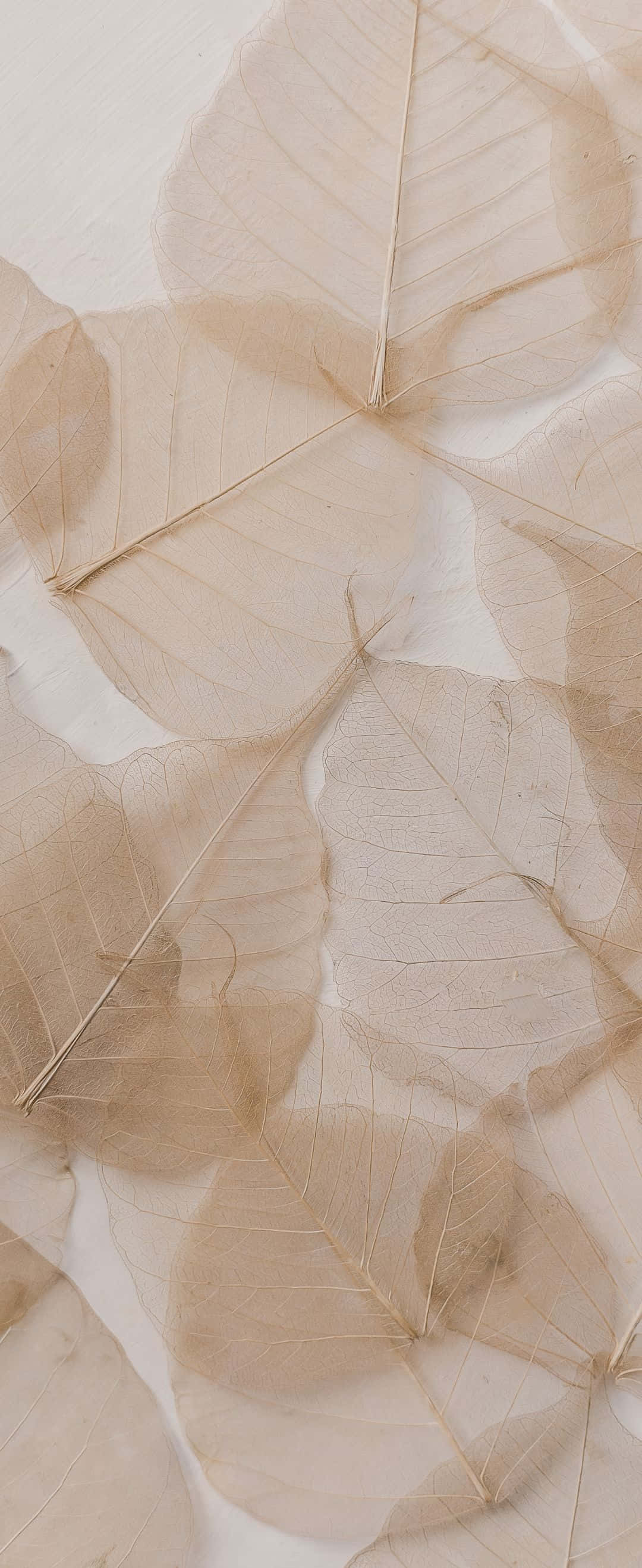 Nabyfoto van die bloeiende knoppe van 'n wit lelie Muurpapier