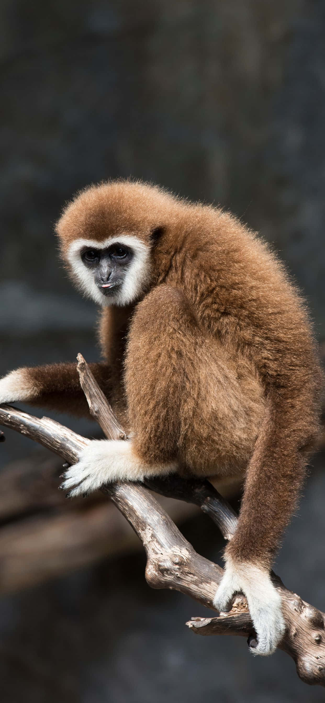 Natuur Roep - iPhone Xs Max Gibbon Muurpapier