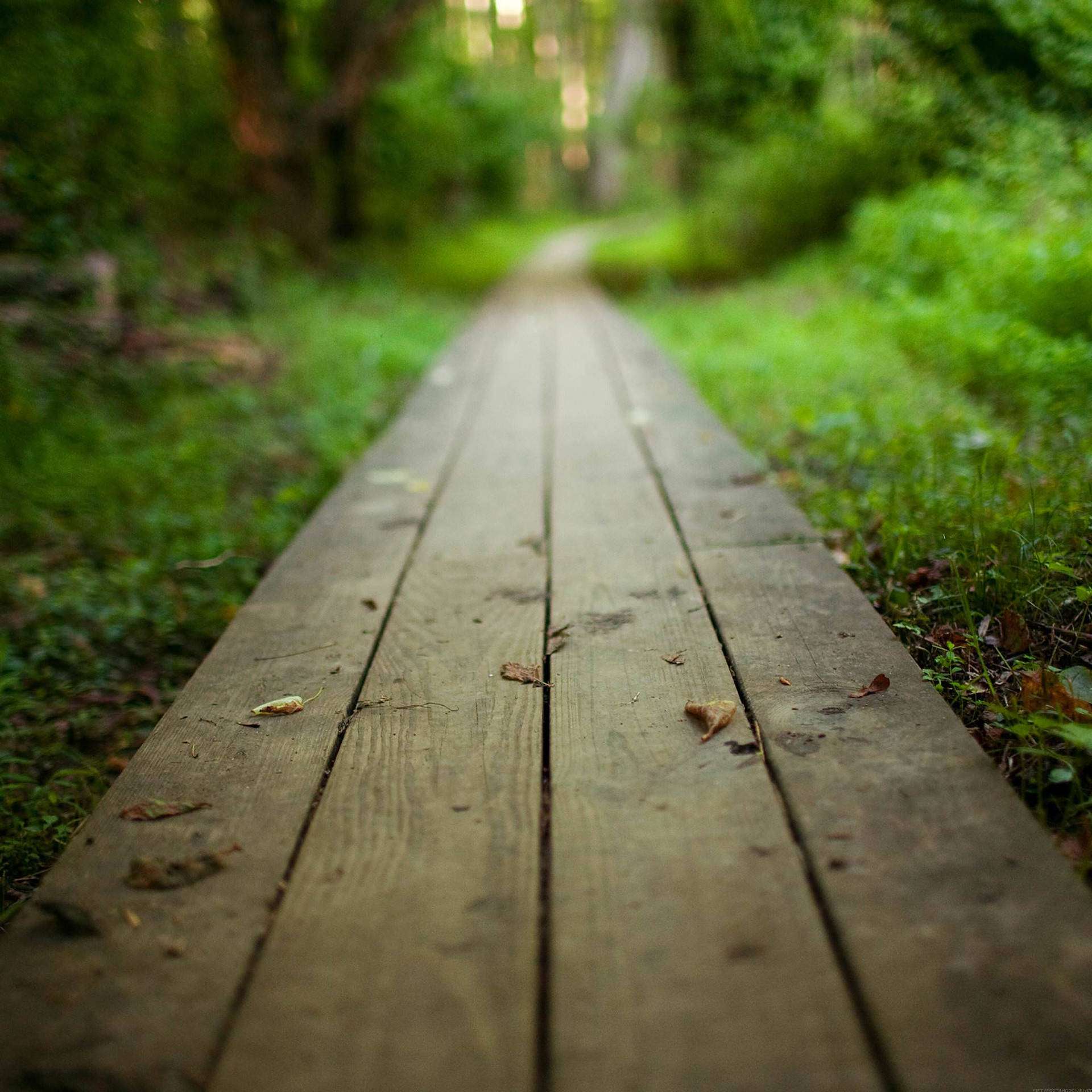 Natuur Stap Pad iPad Muurpapier