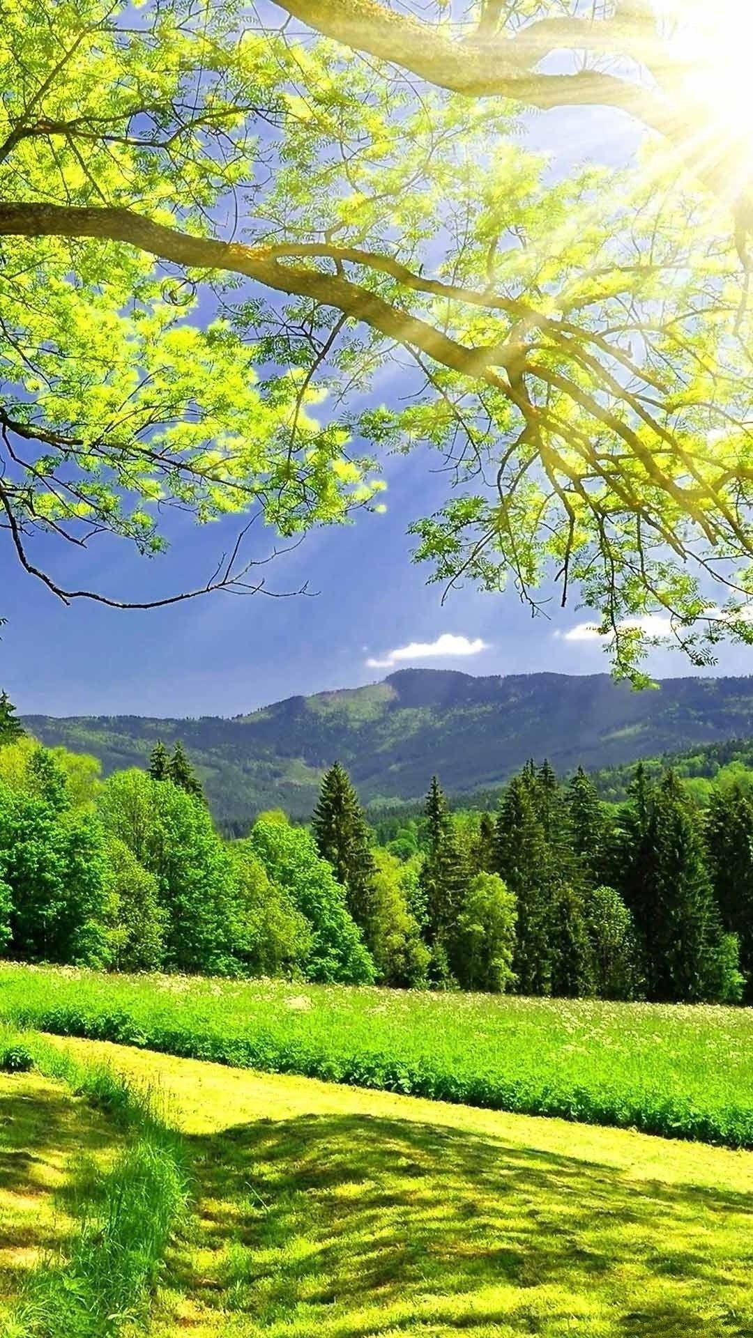 Natuurfoon onder boomberge Muurpapier