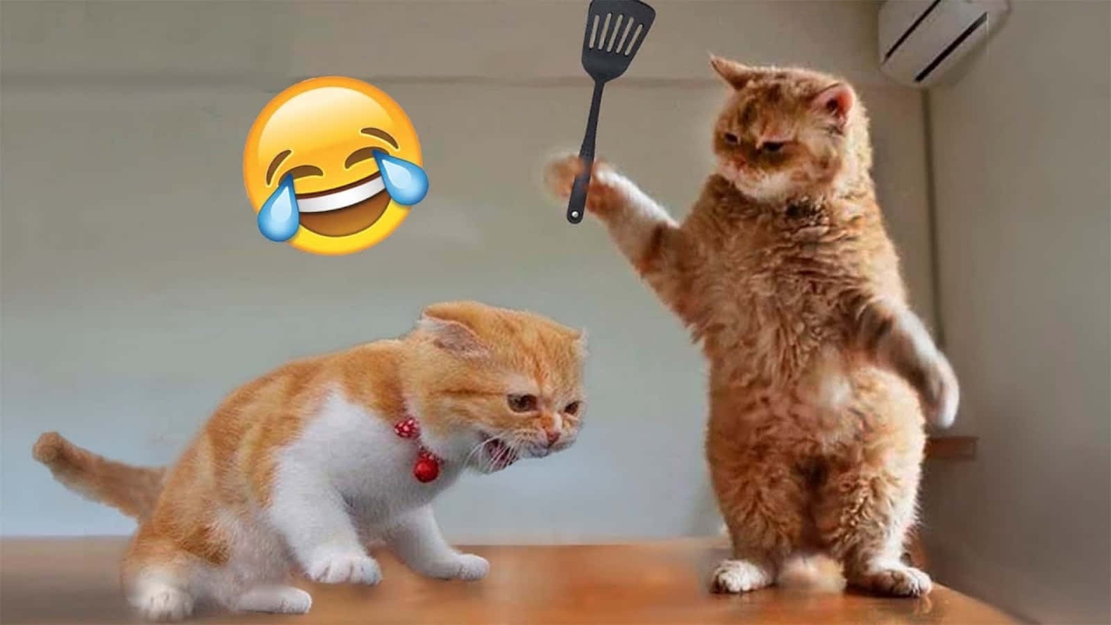 Naweek Vibes: Ontspannende Snaakse Katte Muurpapier