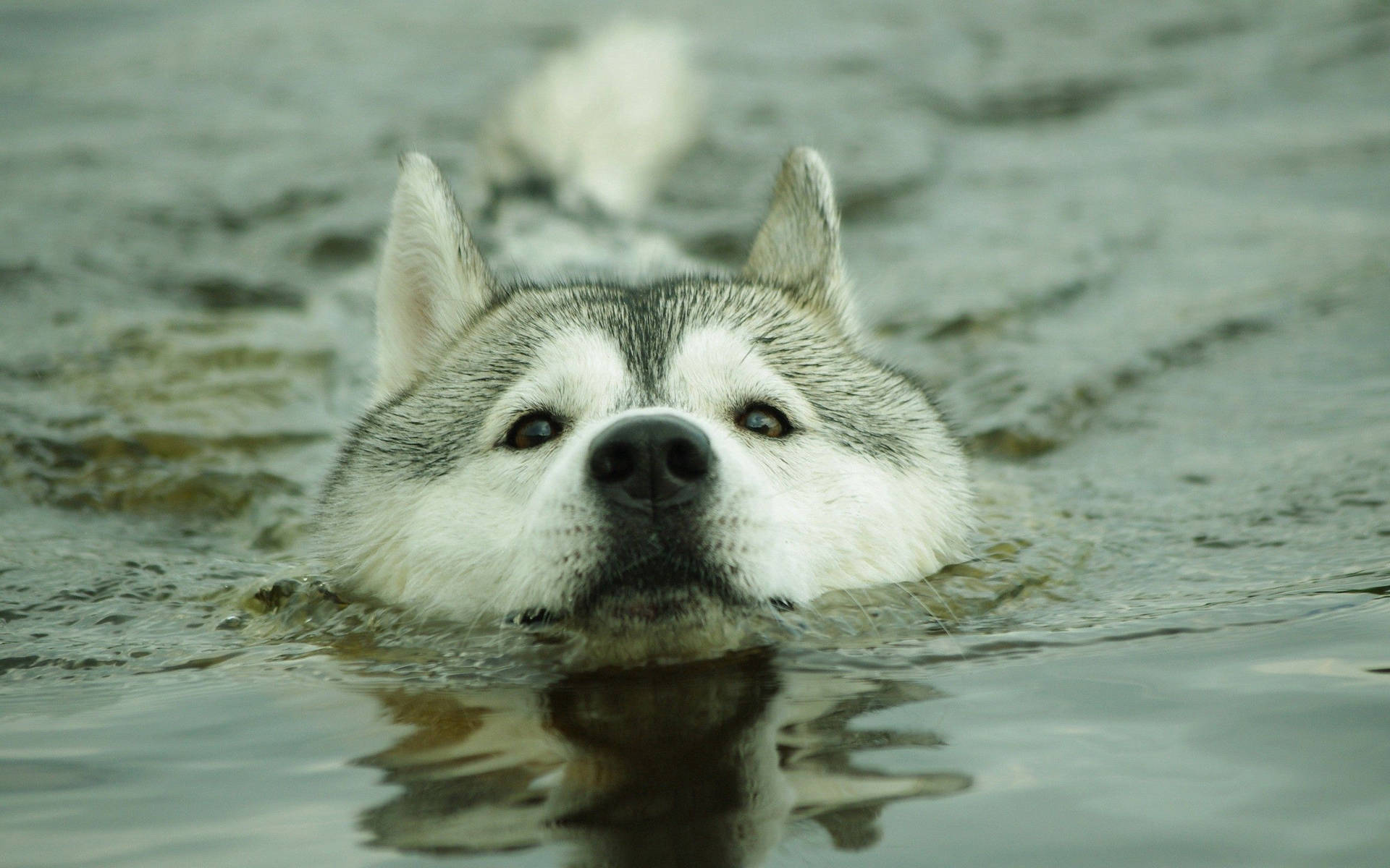Oulike hond agtergrond van Husky wat swem met kop bo water