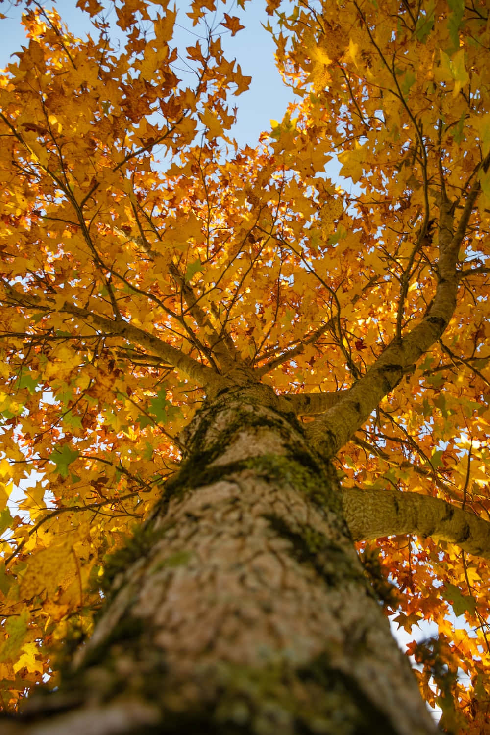 Neem 'n rustige breek om hierdie herfs die lewenskragtige skoonheid van die natuur te ervaar Muurpapier