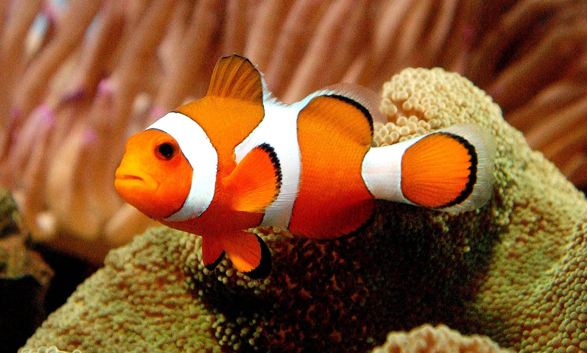 Nemo Koel Vis Op Koraalrif Muurpapier