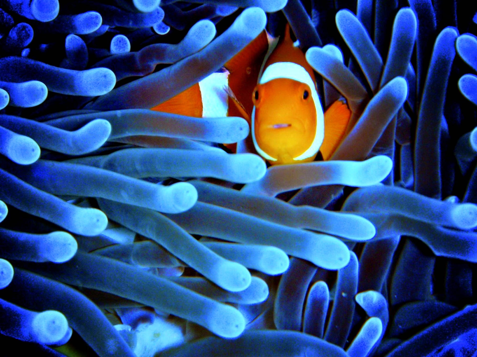 Neon Blou Anemoon Muurpapier