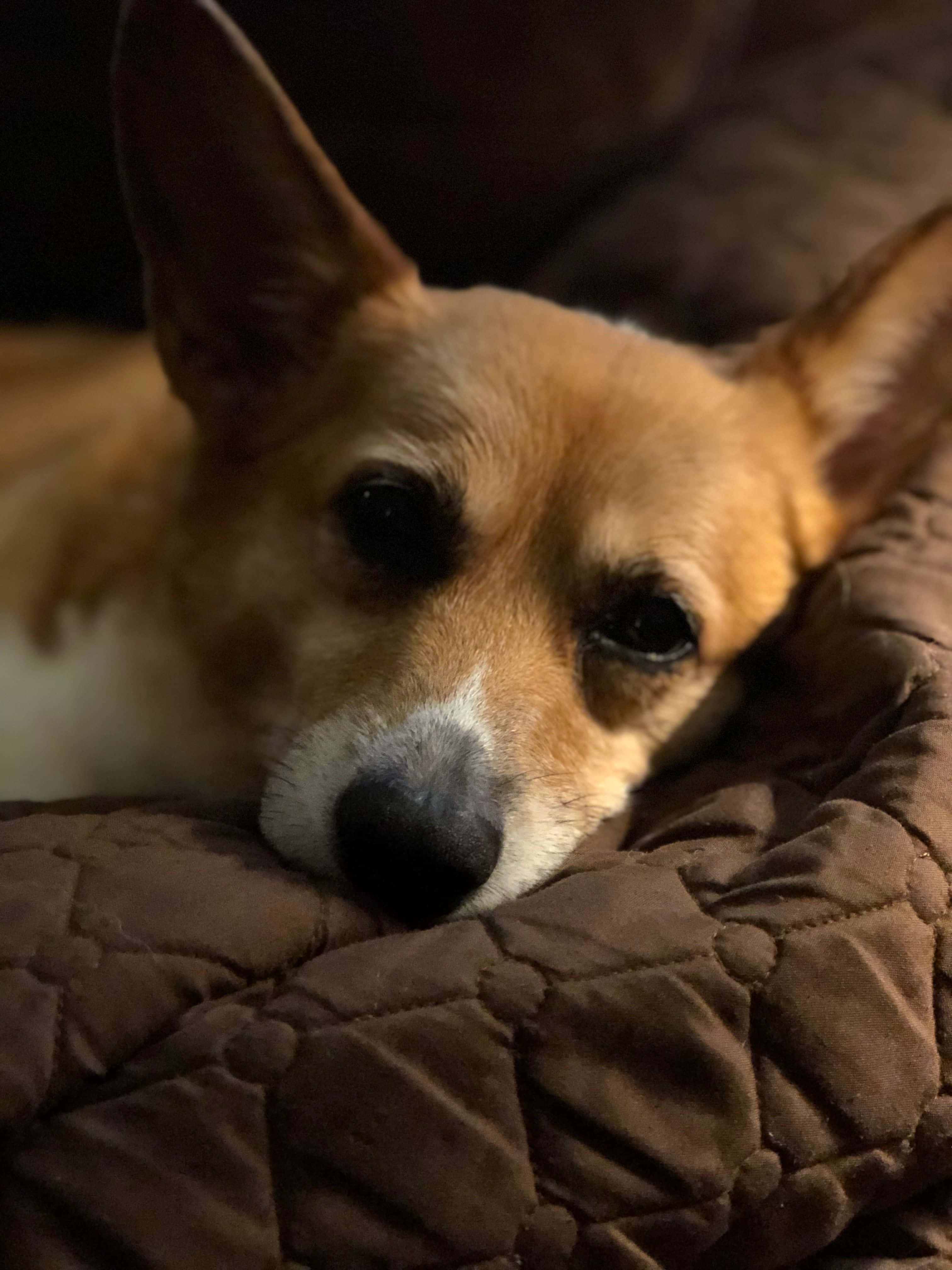 Net 'n Corgi wat die somer geniet Muurpapier