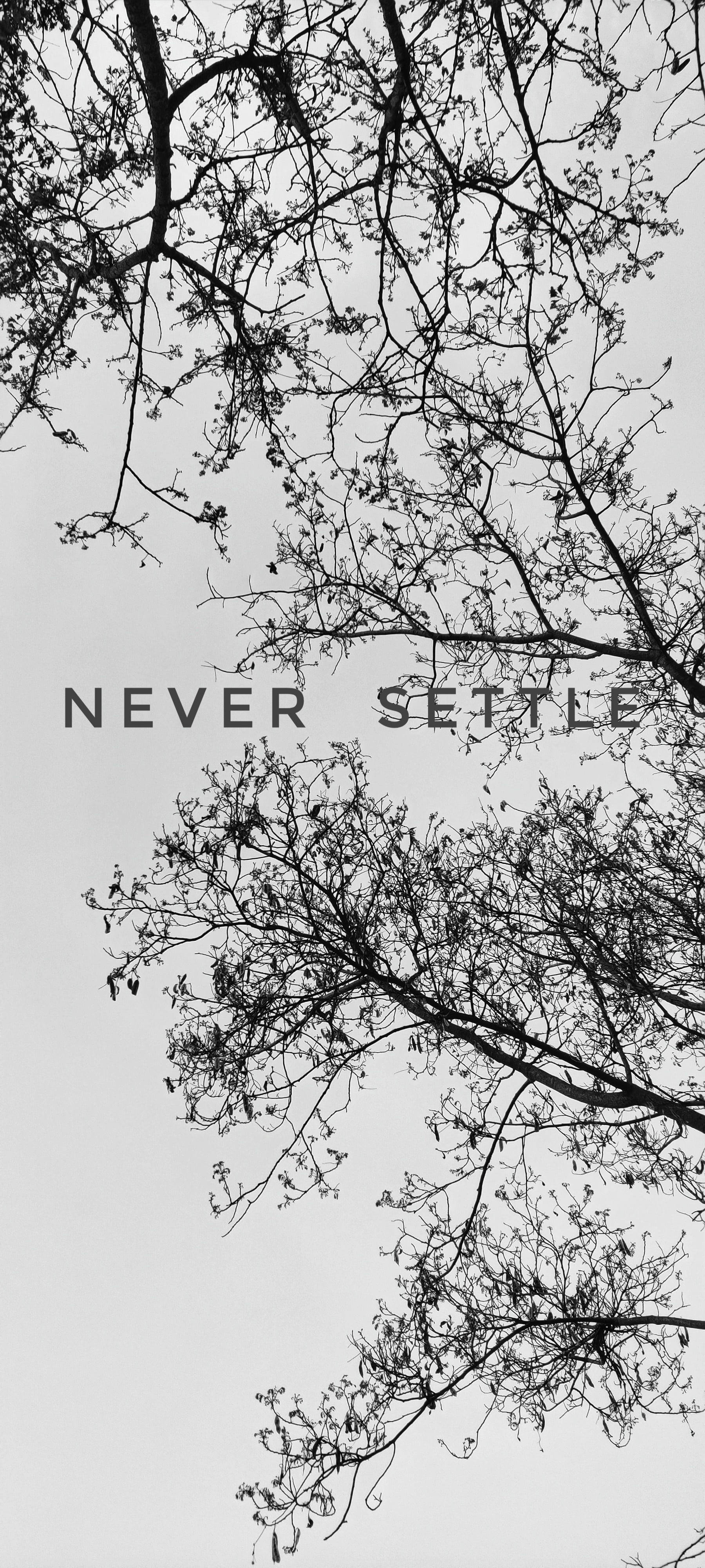 Never Settle Wit Swart Boom Muurpapier
