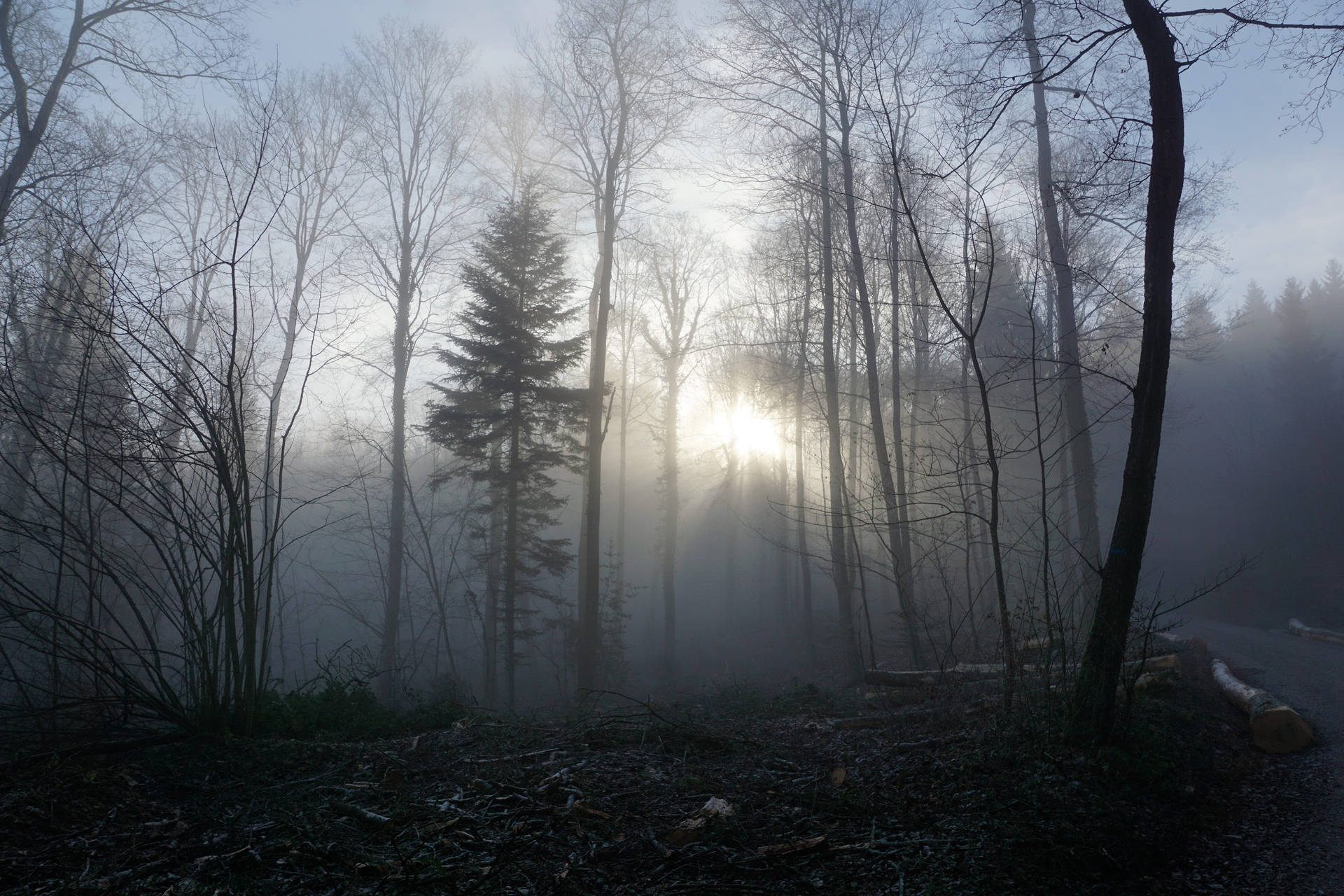 Newelagtige Somber Bos agtergrond