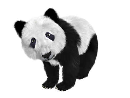 Nuuskierige Panda Swart Agtergrond Muurpapier