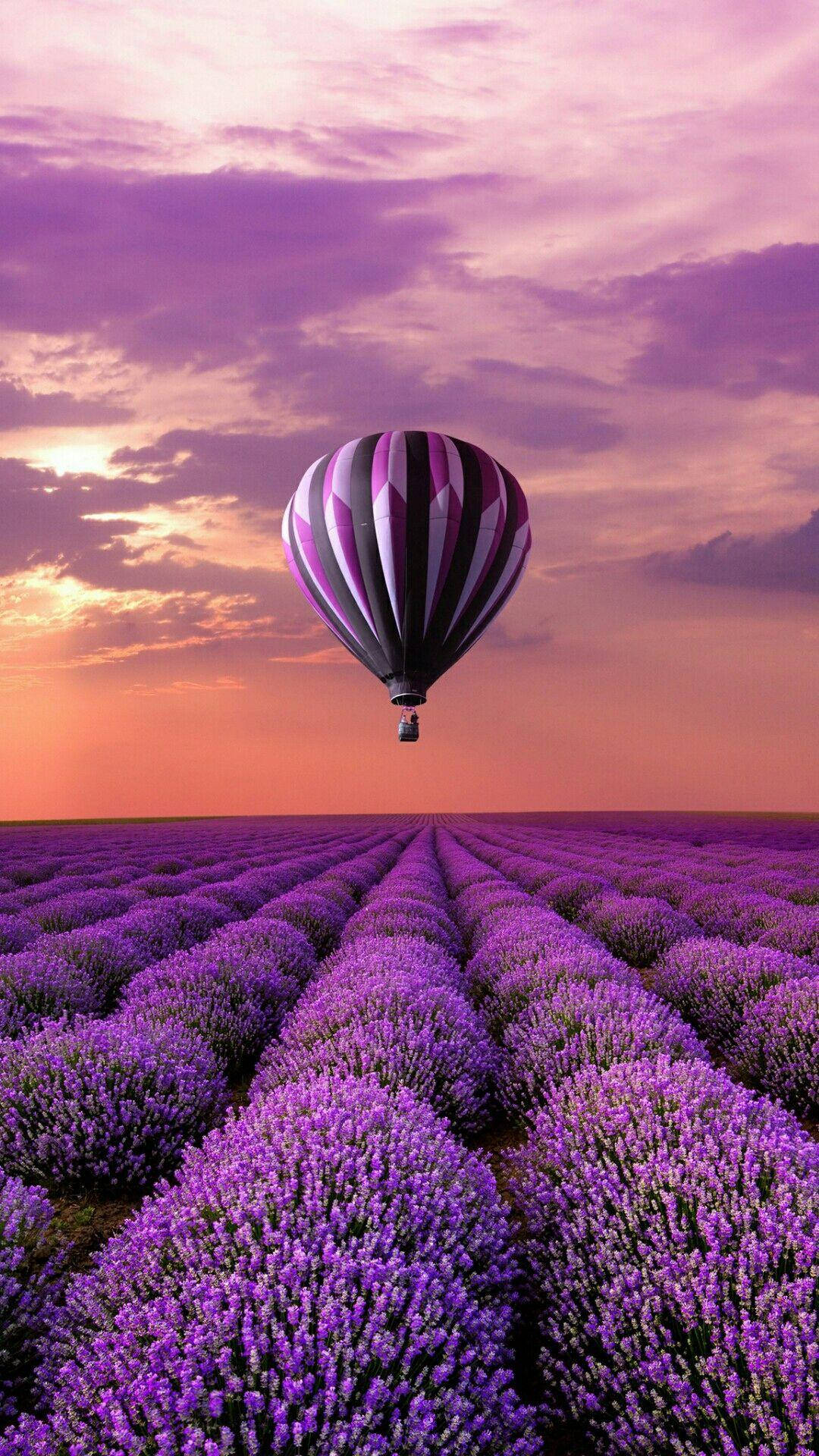 Nuwe Foon Lugballon Laventelveld Muurpapier