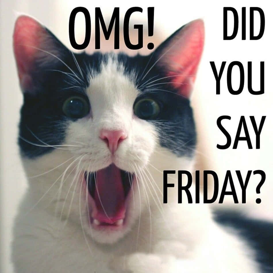 OMG Het Jy Sê Saterdag? Snaakse Vrydag Kat Prentjie Muurpapier