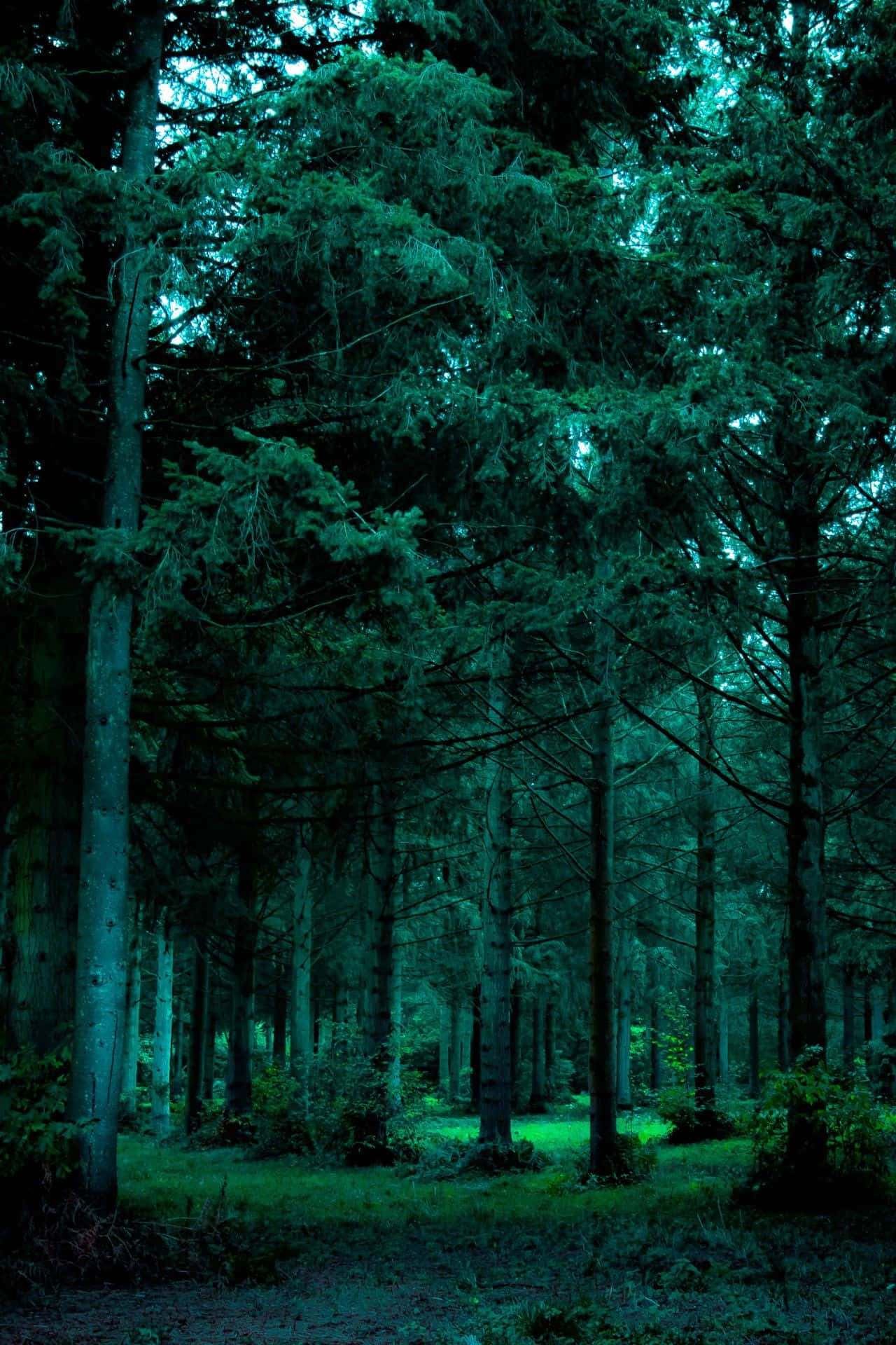 Omhels die skoonheid van die natuur in groen estetiese prent Muurpapier