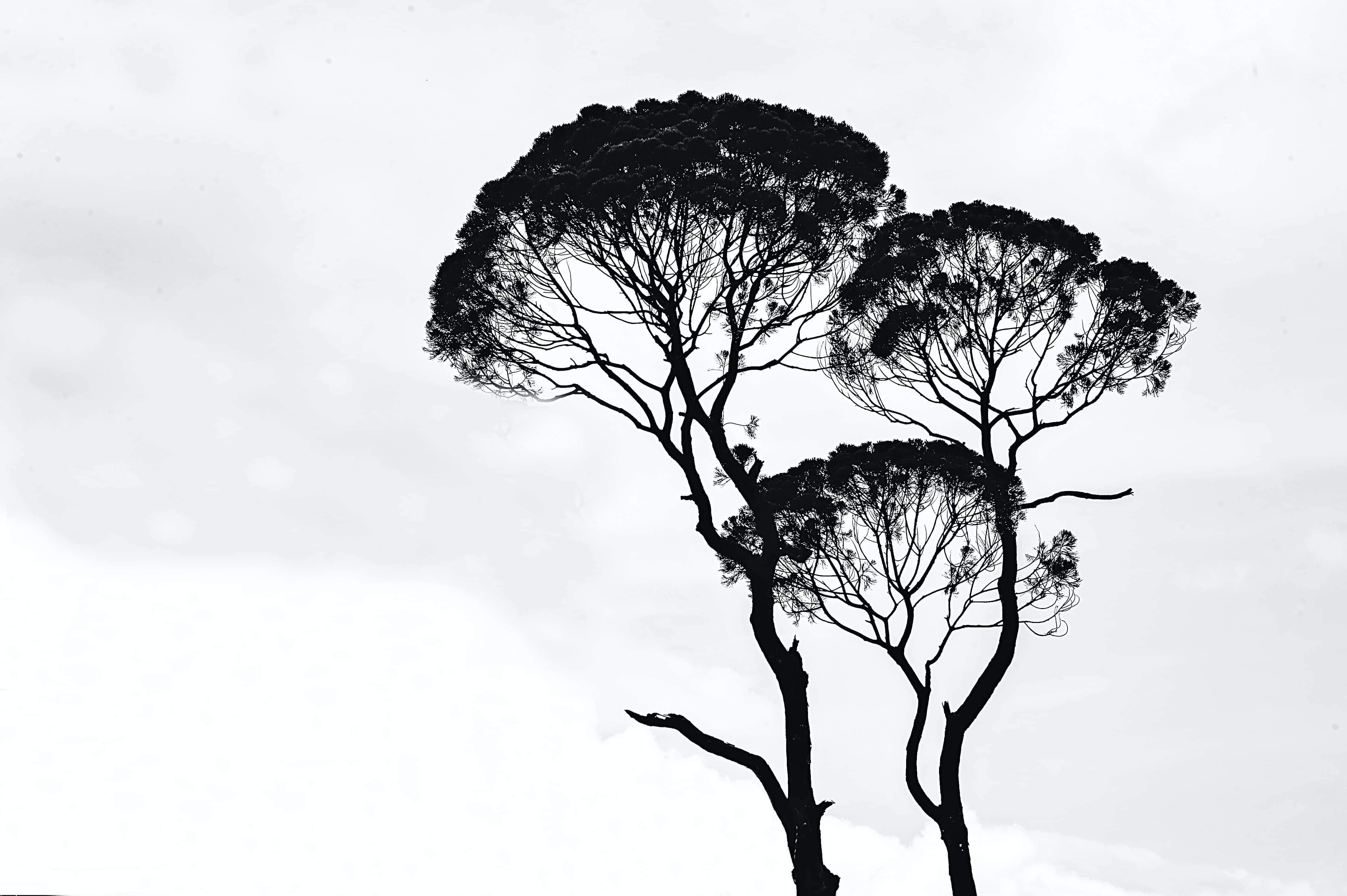 Onderskrif: Elegante Monochroom Abstrakte Ontwerp Muurpapier