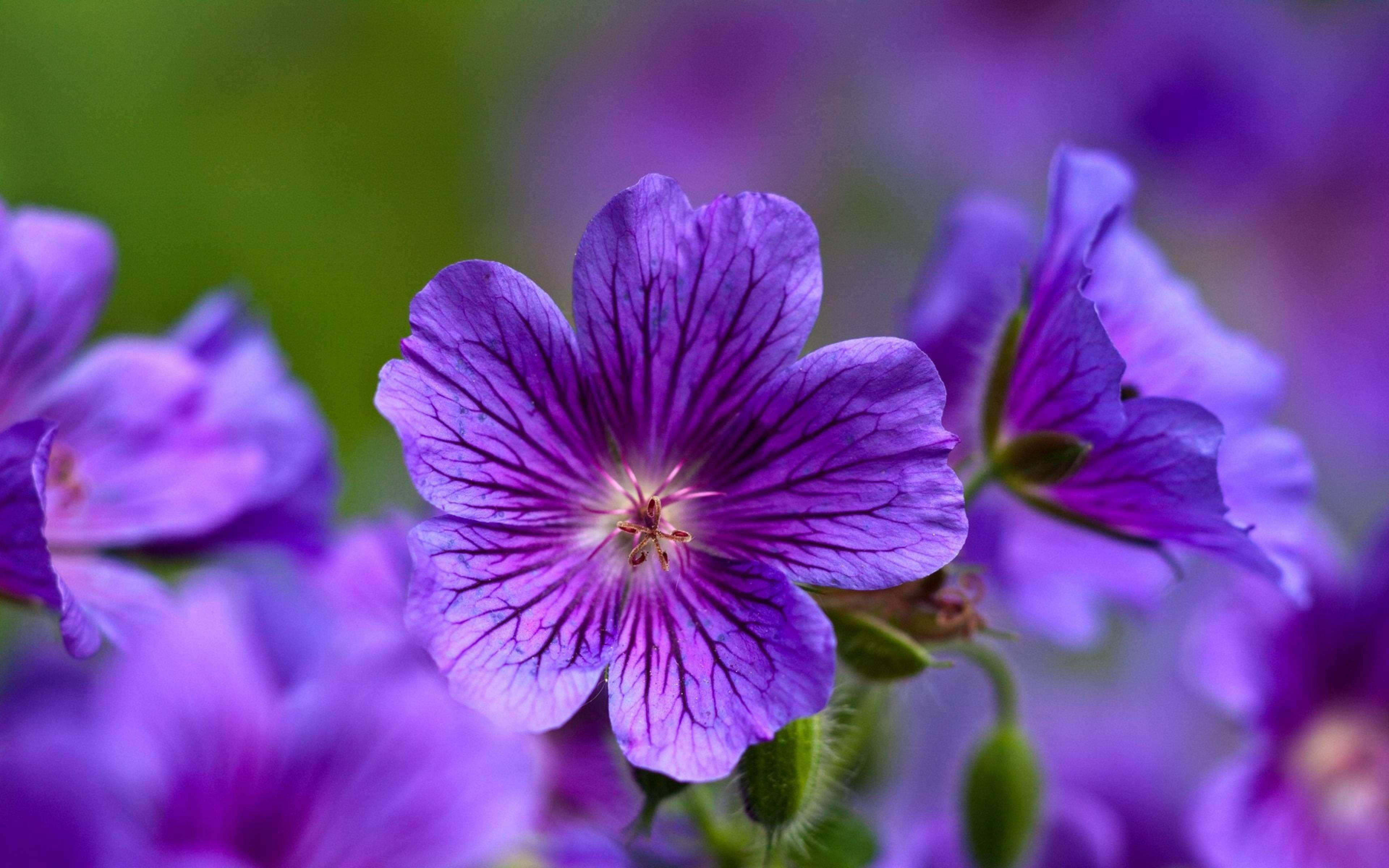 Onderskrif: Elegante Vertoon van Cranesbill Geranium - Die Pers Skoonheid Muurpapier