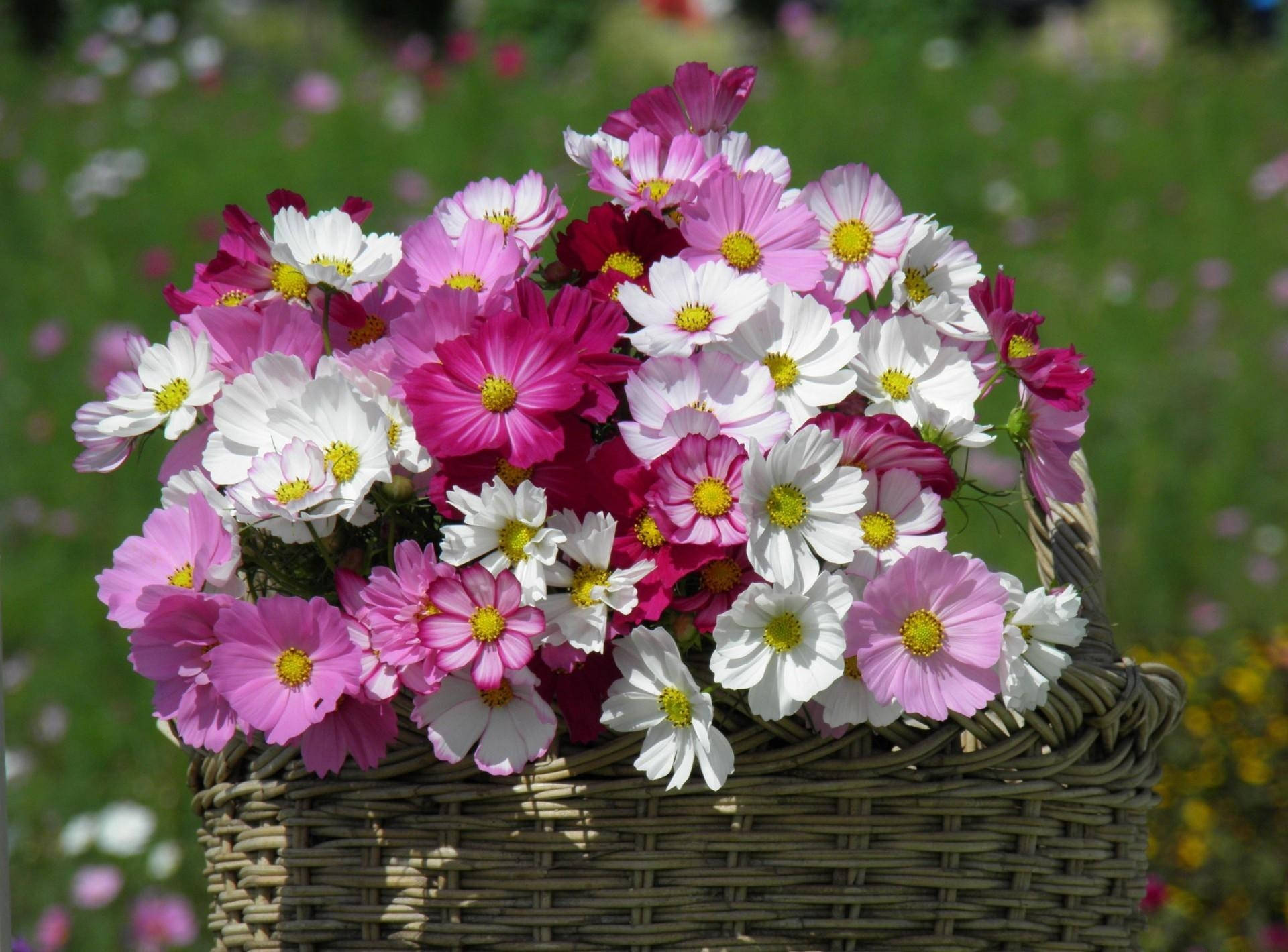 Onderskrif: 'n Lewendige Vertoon van Skerp Fuchsia Blomme Muurpapier