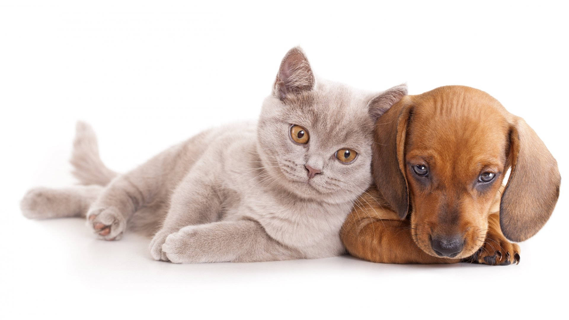 Onderskrif: Onwaarskynlike Vriende - 'n Kat en 'n Hond wat Bind Muurpapier