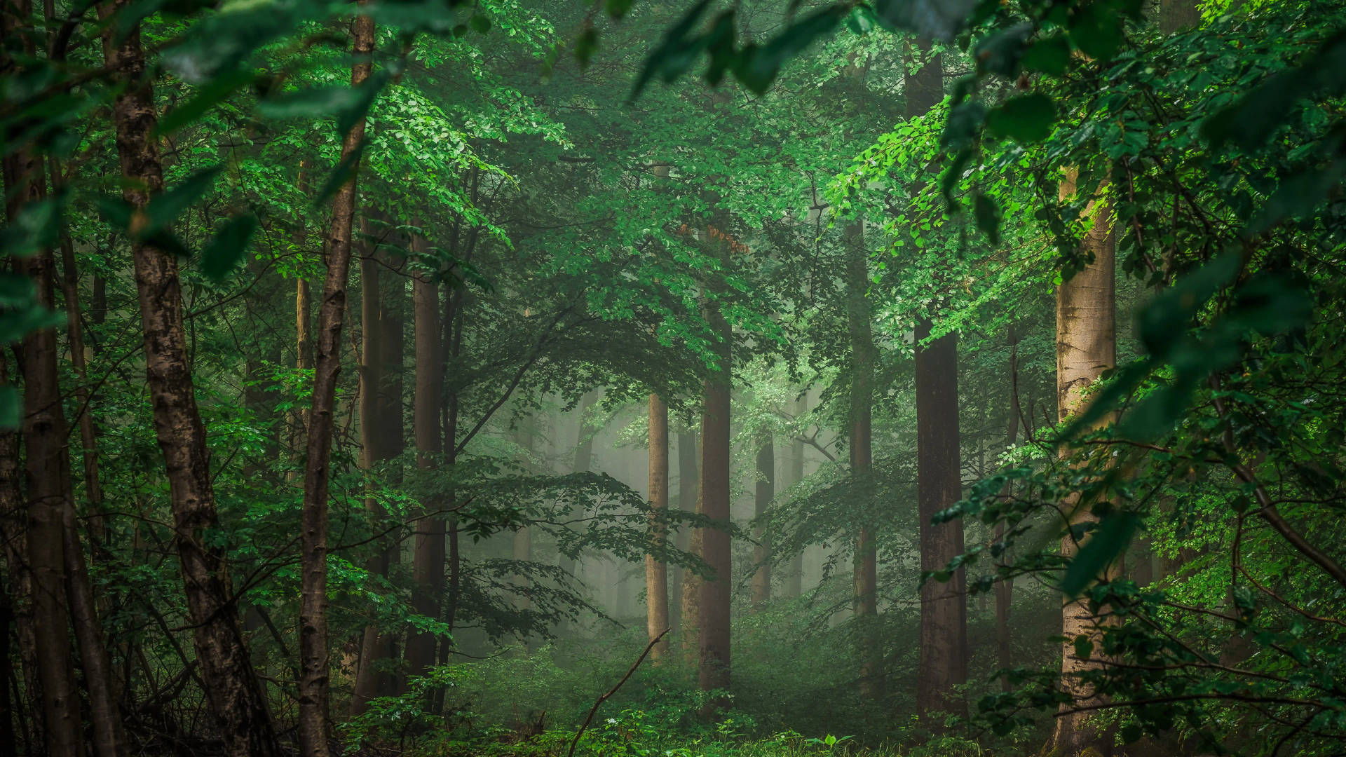8K Ultra HD Natuur Tropiese Oerwoud
