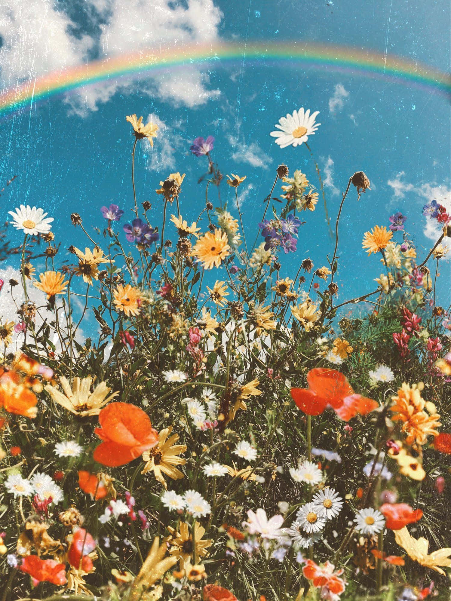 Ontdek die Skoonheid van Estetiese Blomme Muurpapier