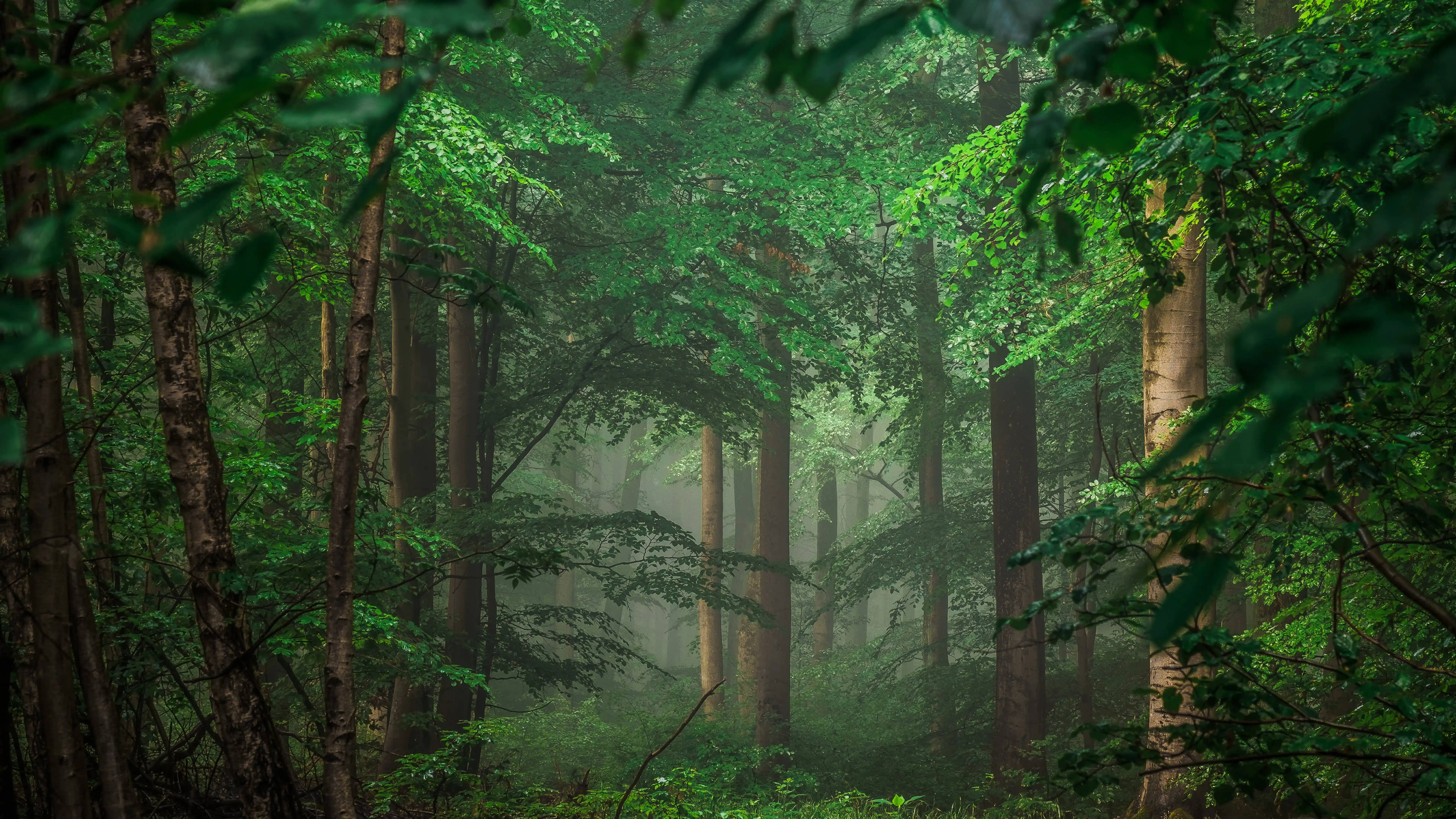 Ontdek die skoonheid van 'n tropiese oerwoud in 8K Ultra HD Muurpapier