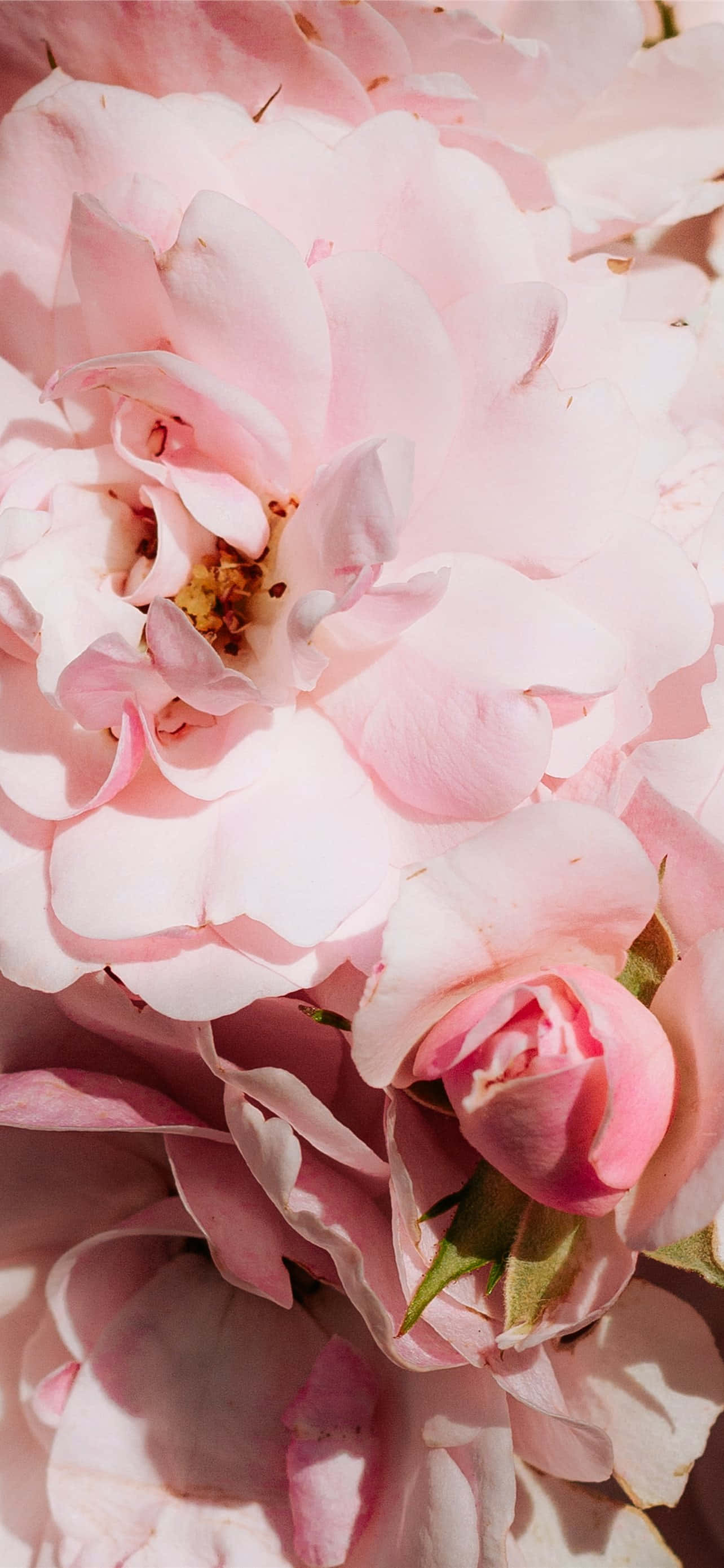 Ontkoppel en geniet die skoonheid van blomkuns met hierdie pienk blom iPhone-agtergrond. Muurpapier