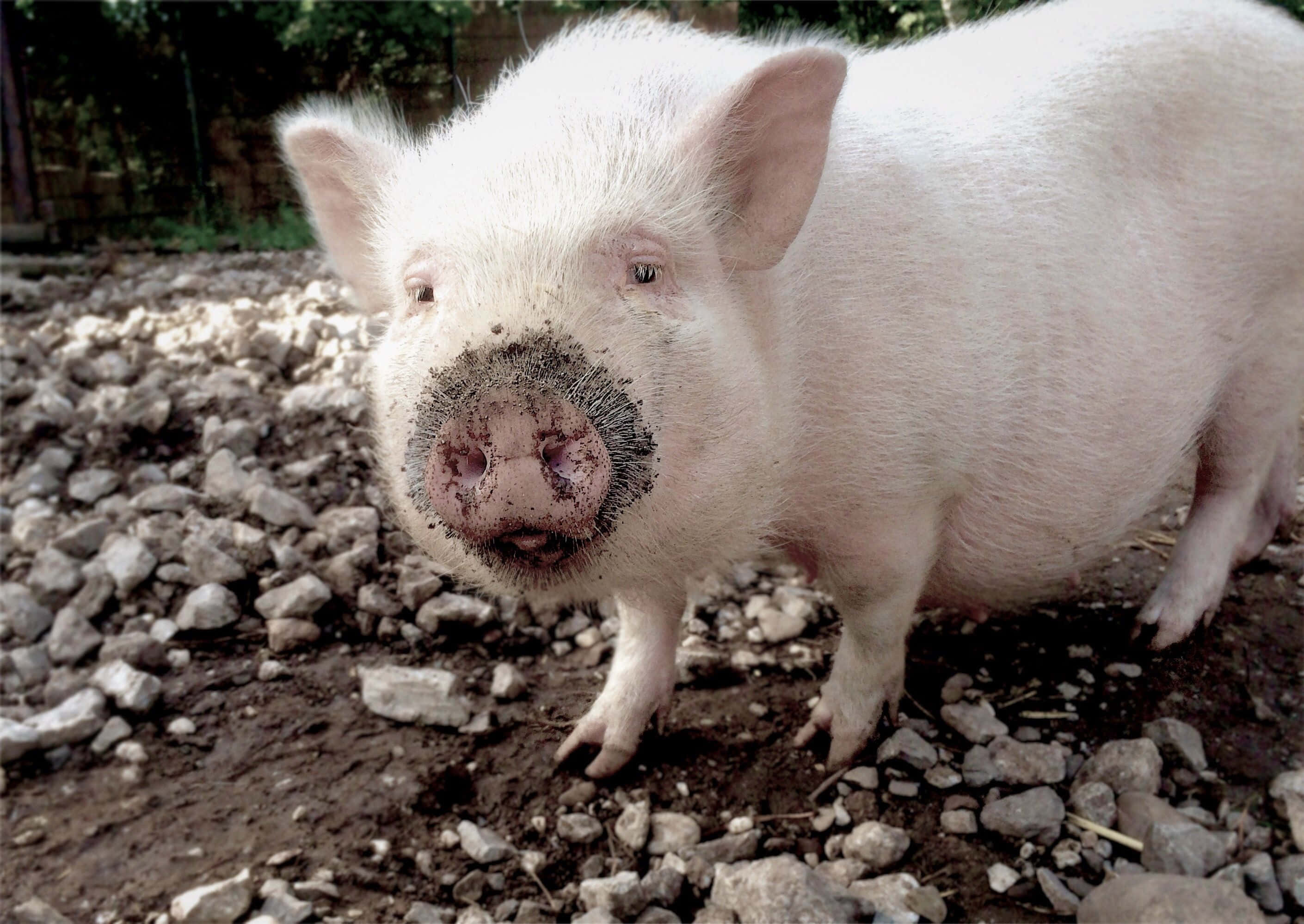 Ontmoet Peppa, die Oulikste Vark op die Plaas Muurpapier